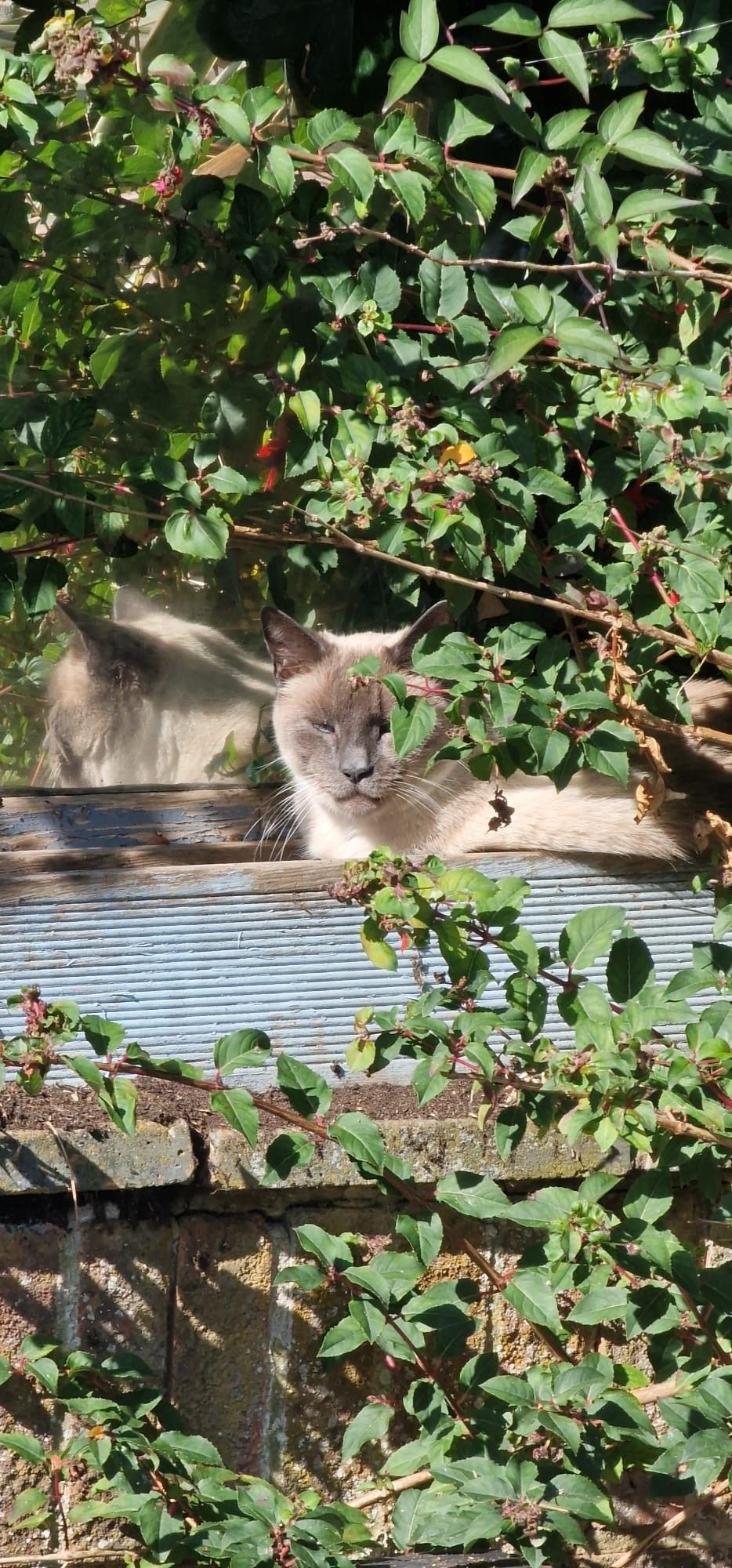 A cat is nestled in a planter in the sun with bushes all around him