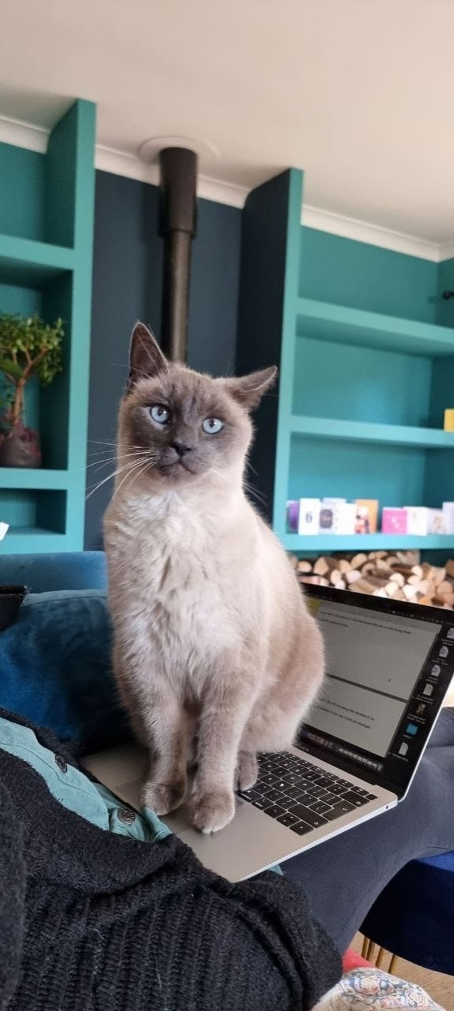 A Burmese bluepoint cat sits on the keyboard of an open laptop