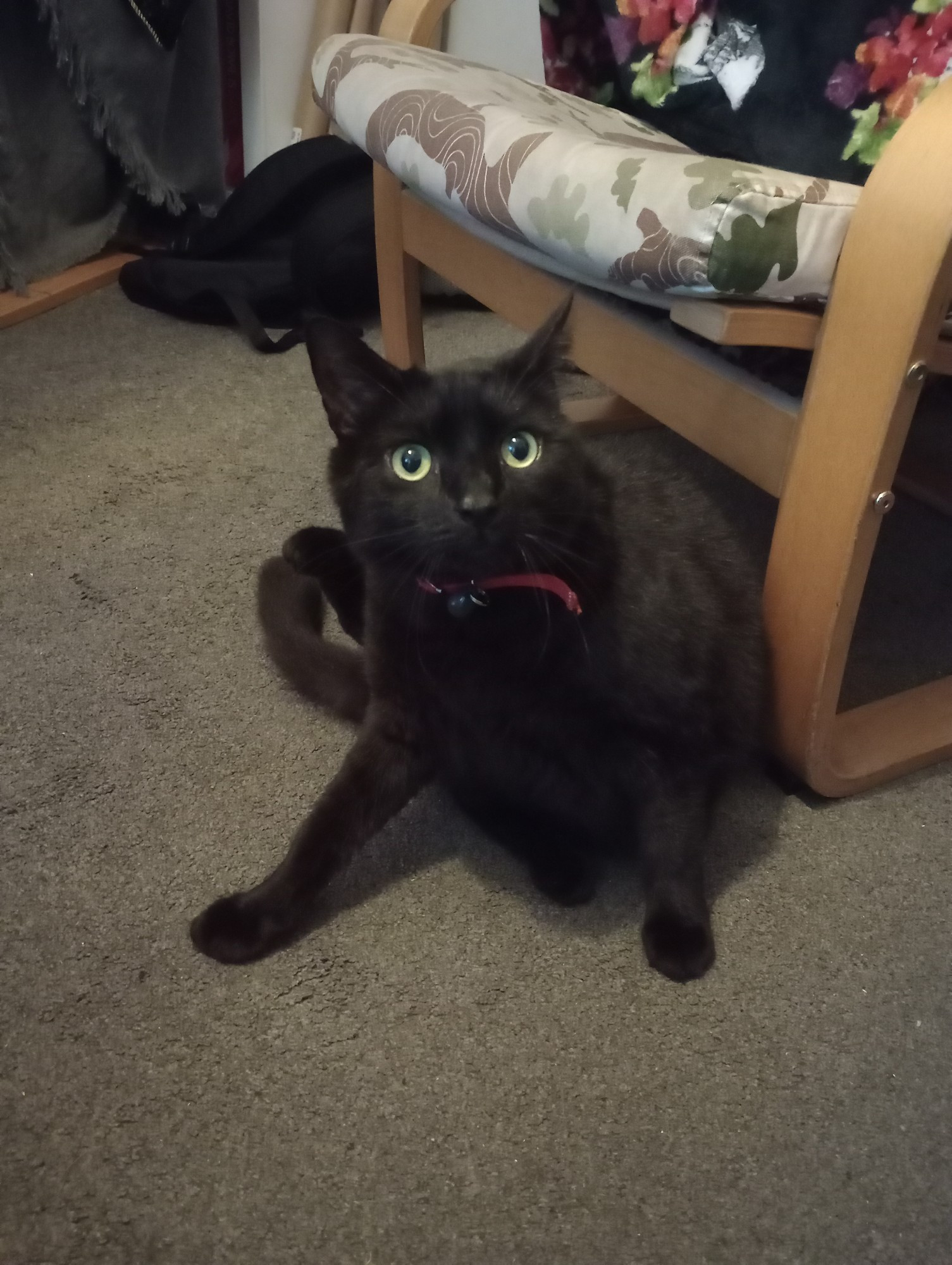 Big black cat on floor looking surprised 