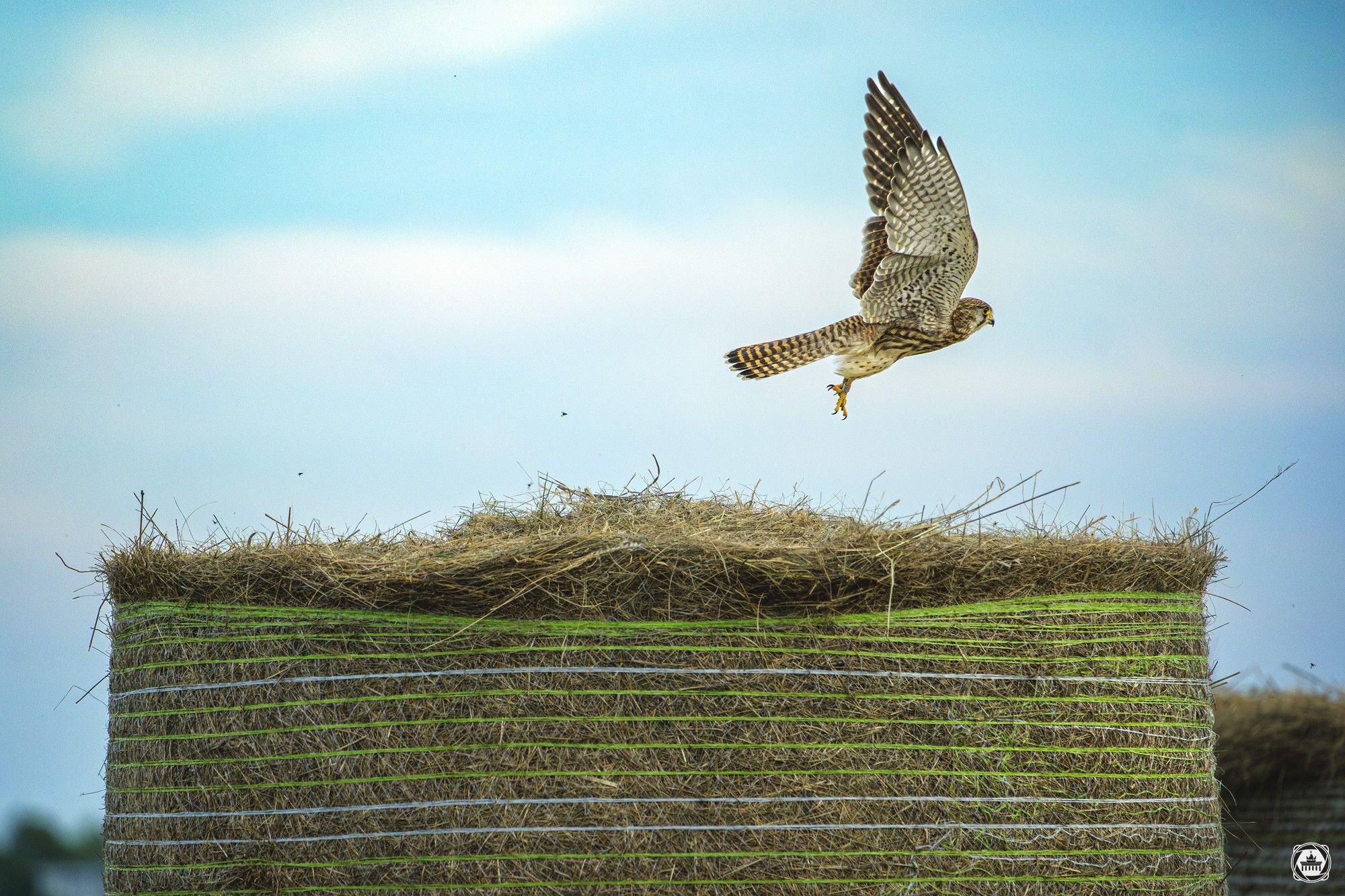 Ein Turmfalke beim Start auf dem Tempelhofer Feld #VFBLN