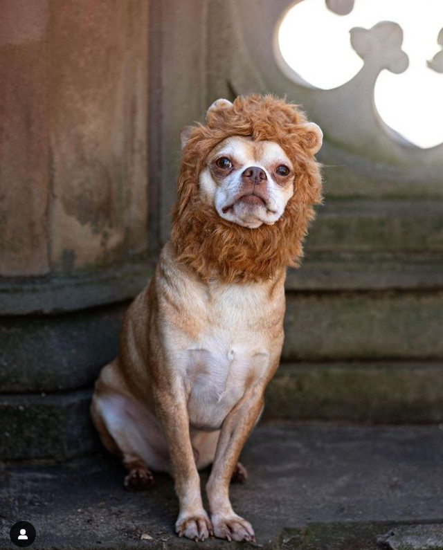 Roar!!!!! #lion #nyc #fierce
.
.
Photo credit to Jen Hillenga @thewaysofthedog You’re the best!!!