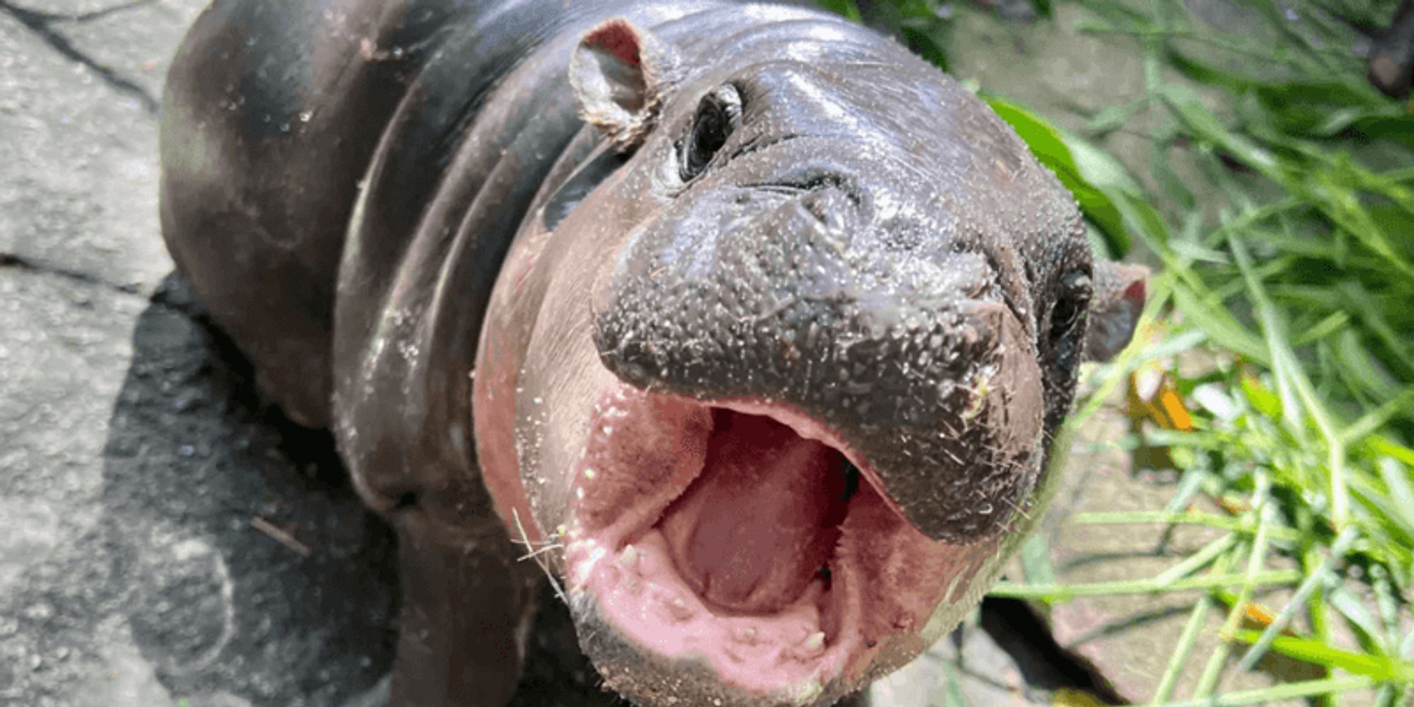 Moo Deng's perfect pygmy hippo pout