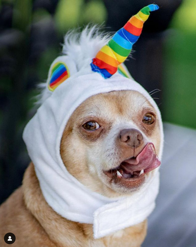 My milkshake brings all the boys to the yard...
#andtheyrelikeitsbetterthanyours
.
.
Photo credit to the fabulous photography genius, Jen Hillenga @thewaysofthedog