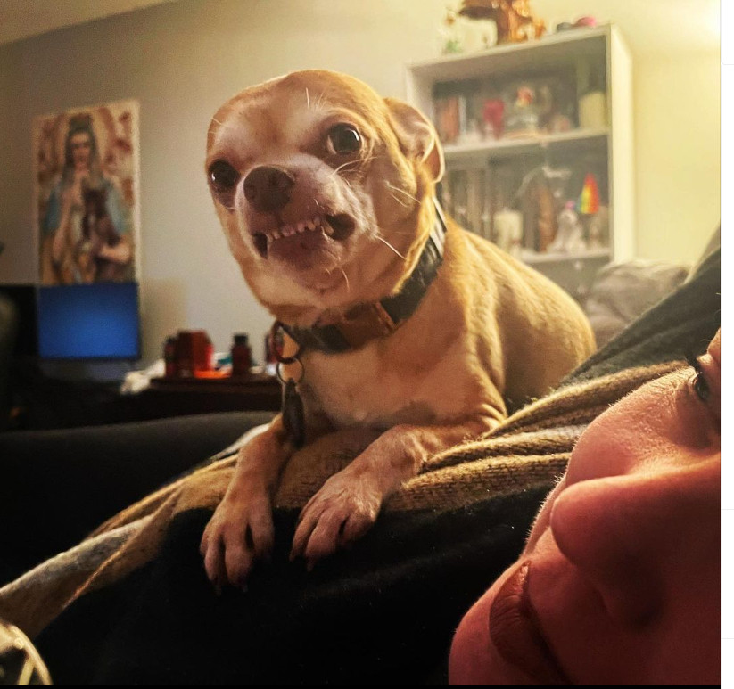 “This is my happy face!” We caught an elusive Prancer smile. He makes this face when he is excited. His tail is wagging a million miles a minute and he’s just happy to be with us.