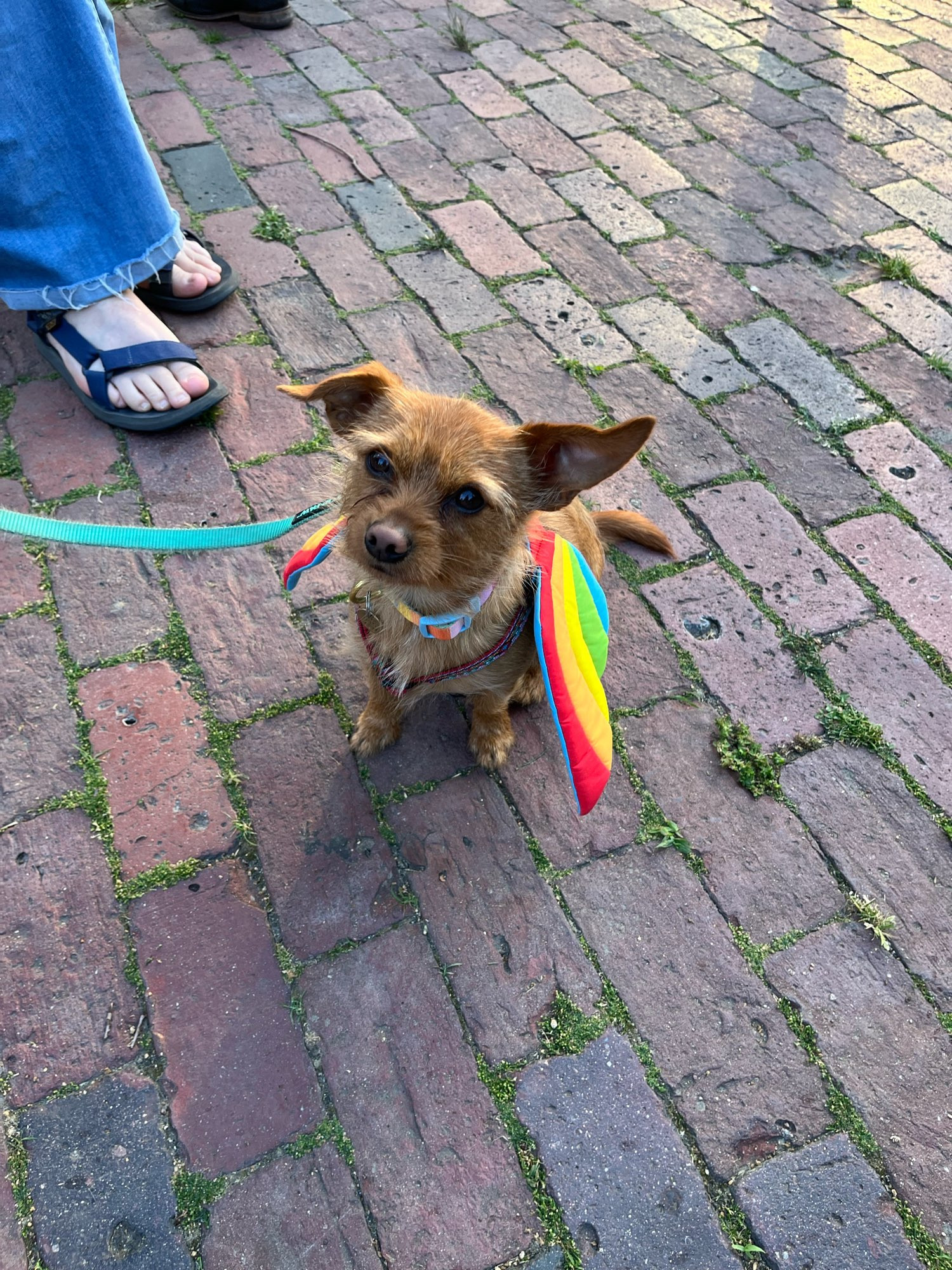 A very small brown dog wearing rainbow butterfly wings