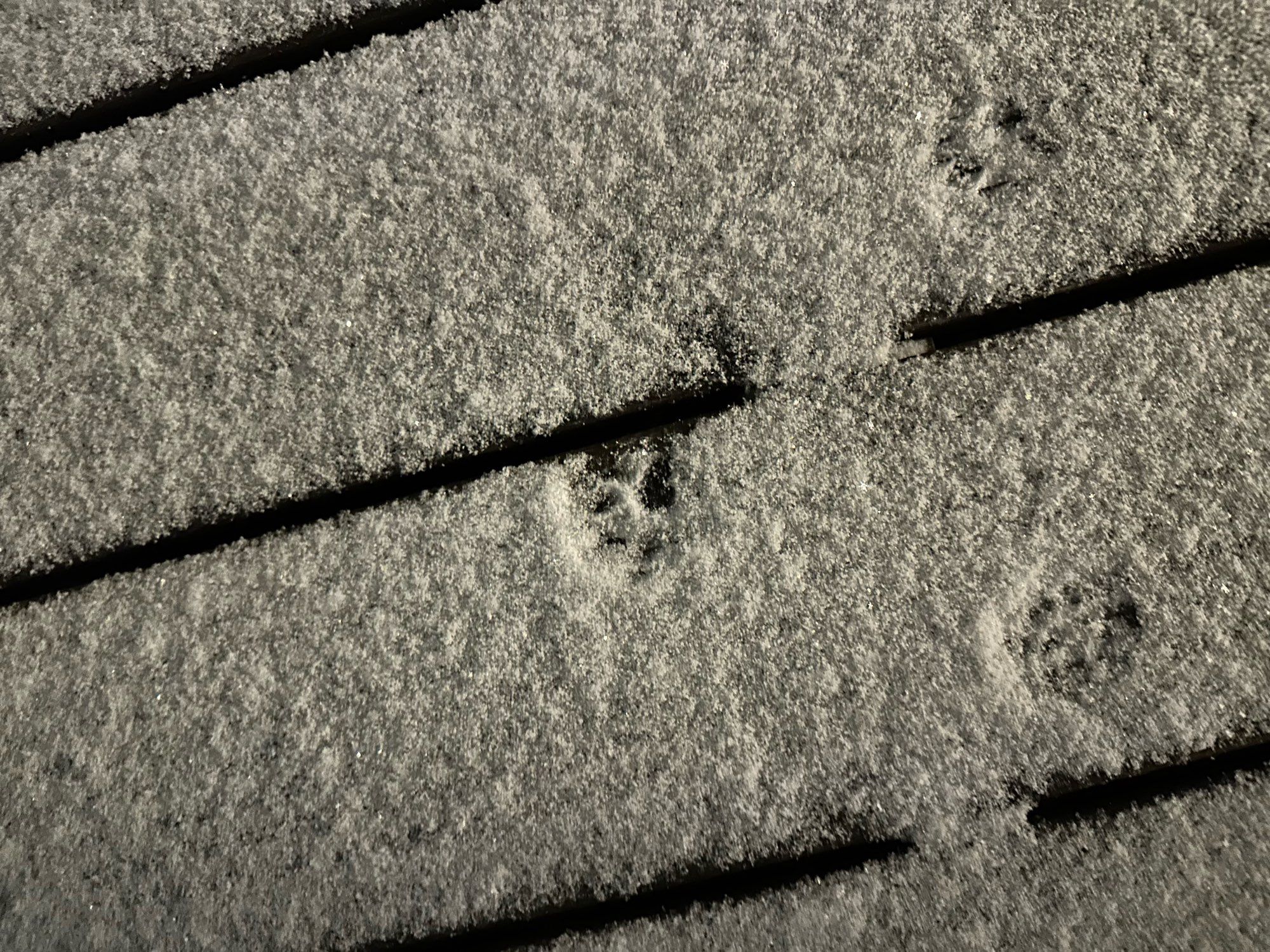 Trace de coussinet de chat dans la neige