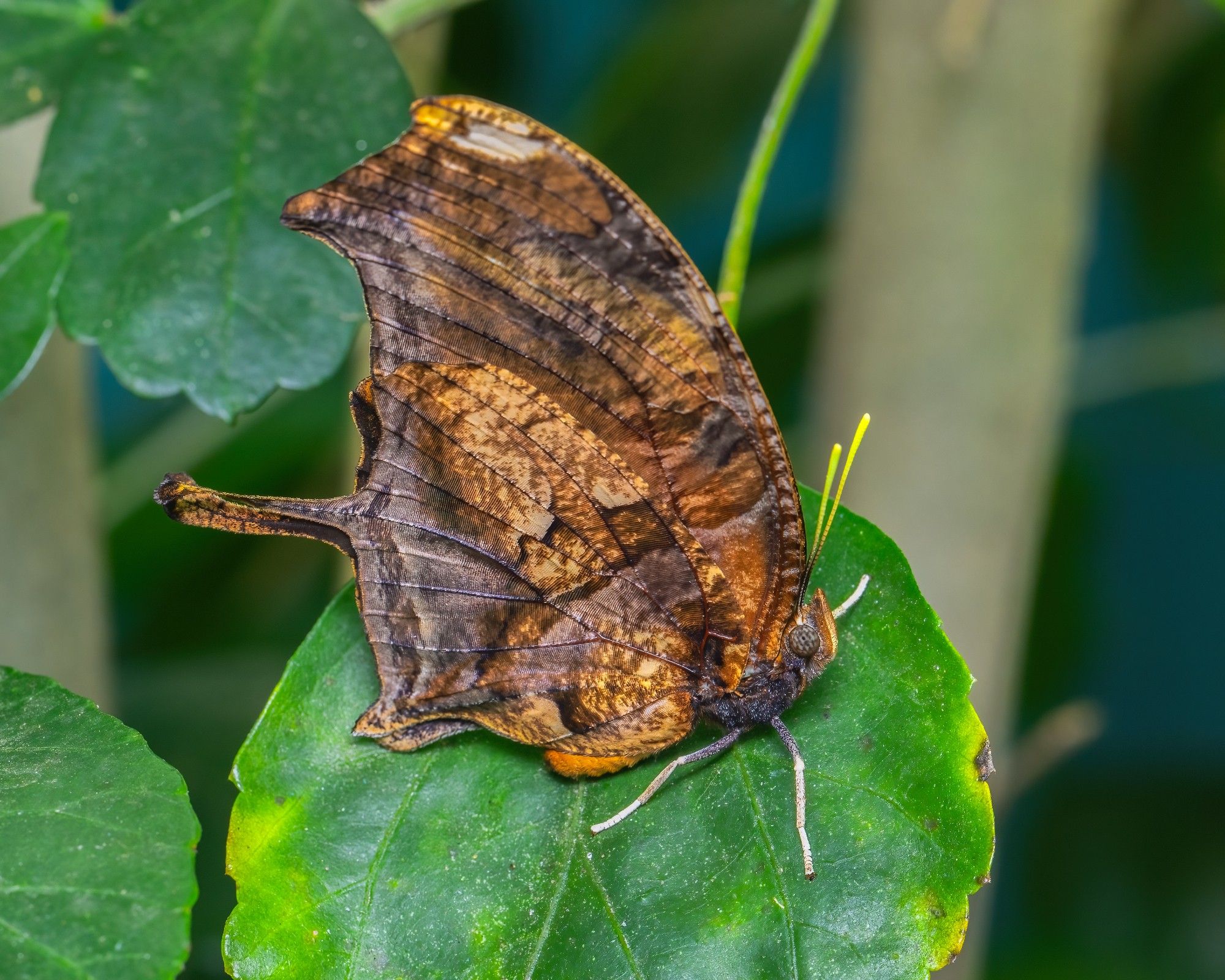 A brown, subtly patterned butterfly with wings that resemble leaves and lime-colored antennae.