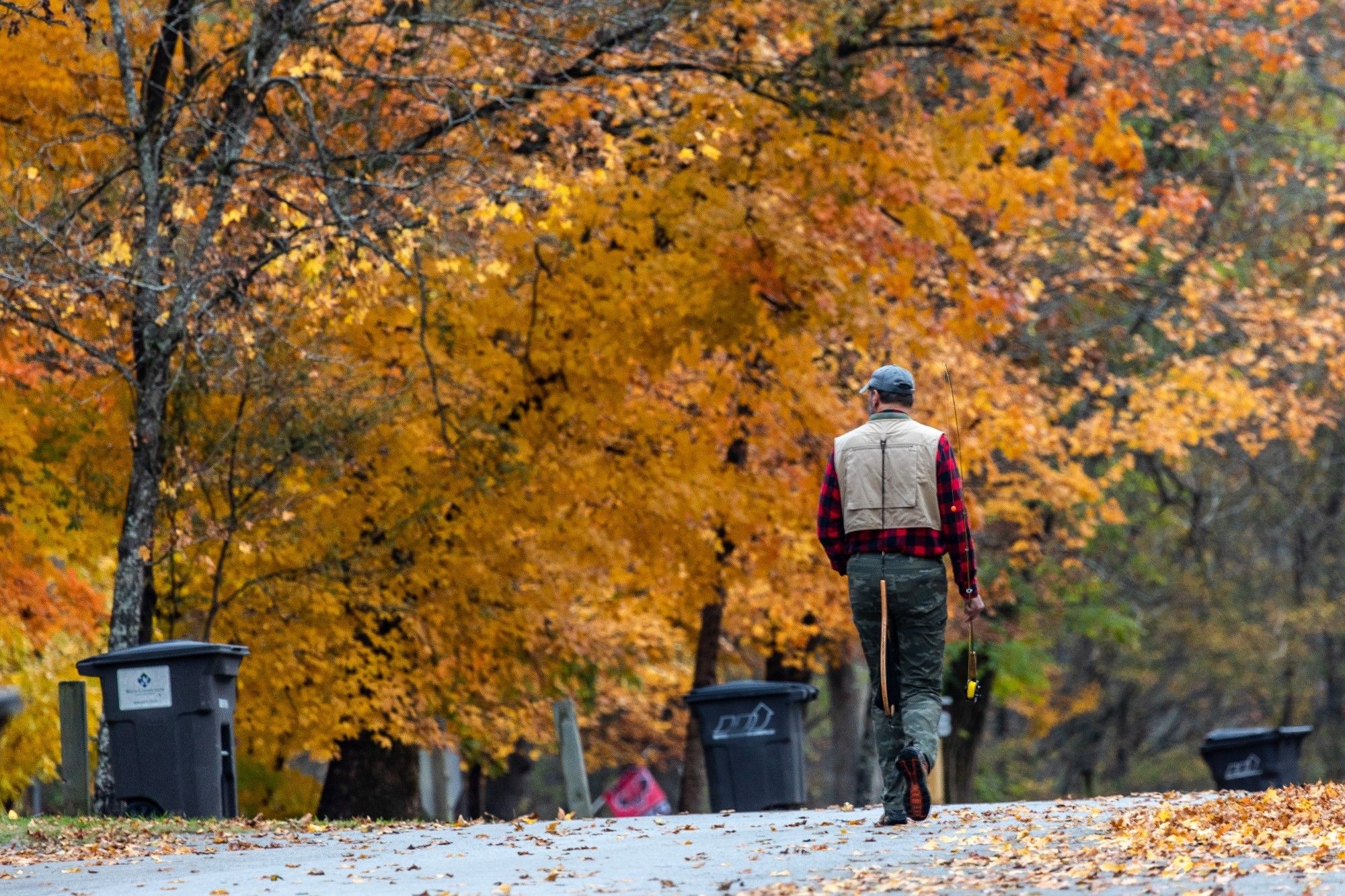 A fisherman is waking away from the camera with flannel shirt and fishing vest, carrying fishing equipment. He is walking through many trees in bright fall colors.