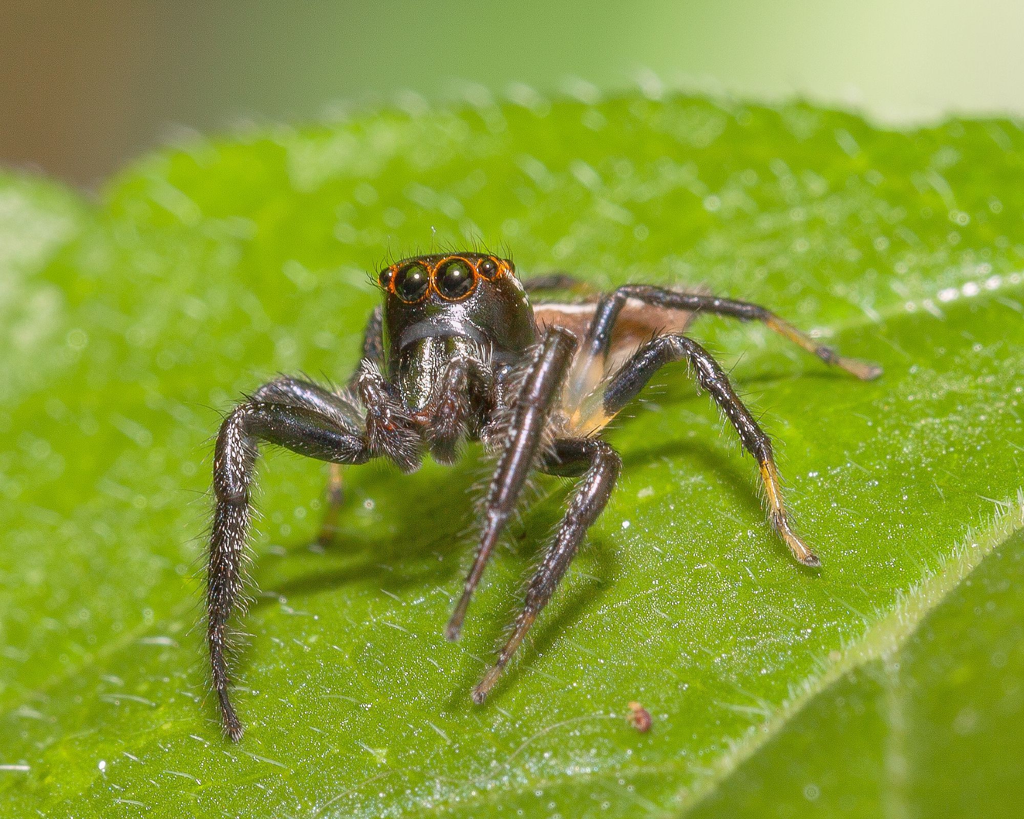 A small jumping spider is on a green leaf. Its head is slightly raised, as if looking over the left shoulder of the photographer. It has black legs and head, and a thin red outline around its eyes, four of which are visible.