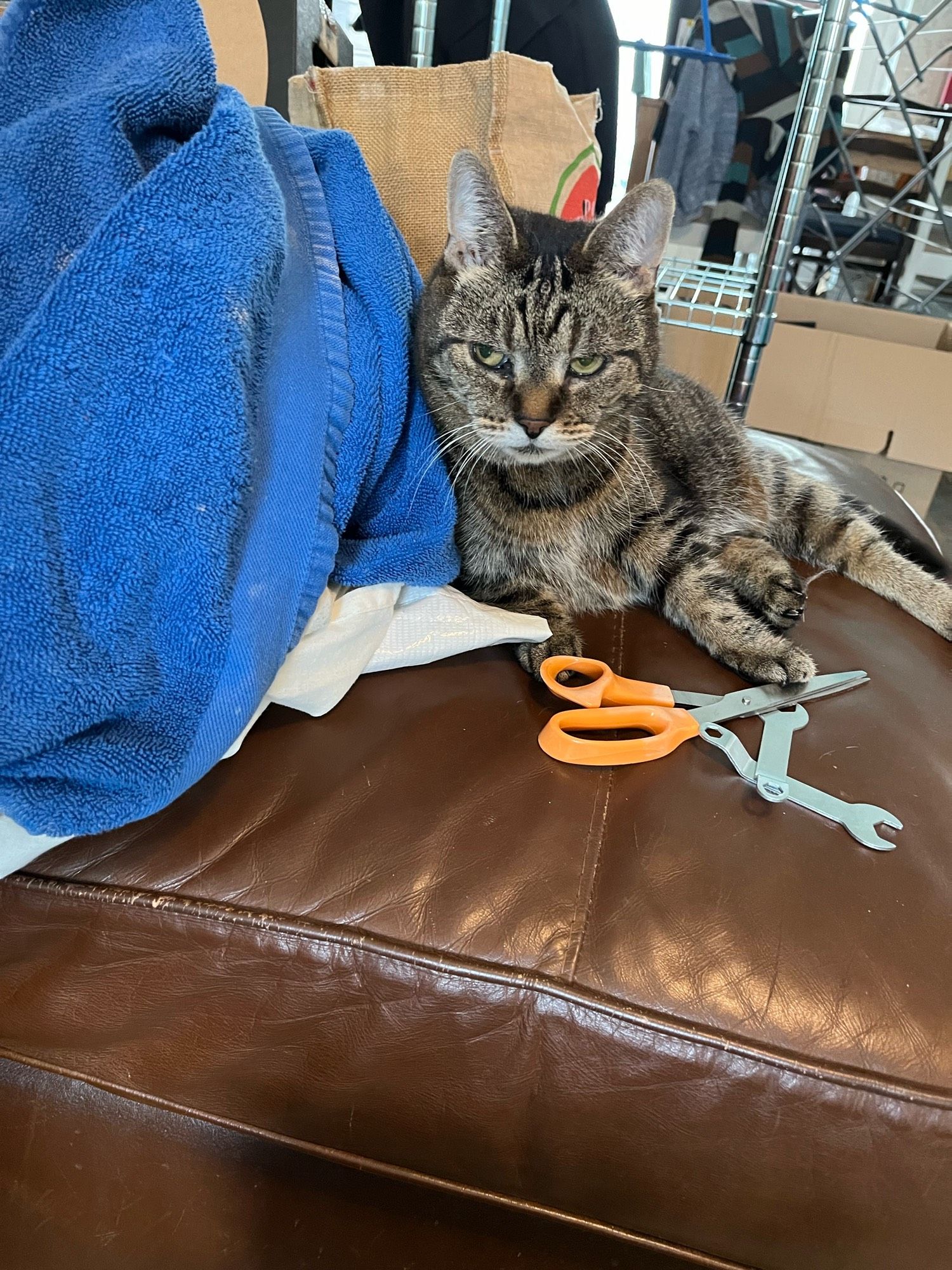 On the left is a blue towel draped over a box on the sofa. In the background there are packing boxes and a general aura of chaos. 
In the centre is Tasha, a striped tabby cat, lying on the sofa with her head next to the blue towel. Her expression is seriously pissed-off, and her left front paw is resting on a large pair of orange-handled scissors.