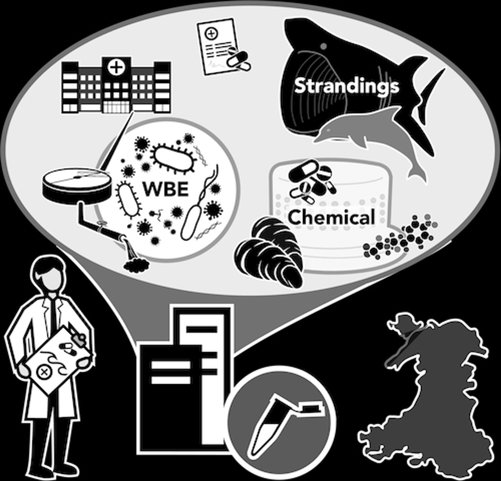 Infographic overview of the PhD depicting the integration of existing data (Wastewater based epidemiology (WBE), marine mammal strandings, passive chemical sampling and prescribing) with new field work sampling in north wales, to understand the One Health implications of antibiotic pollution.