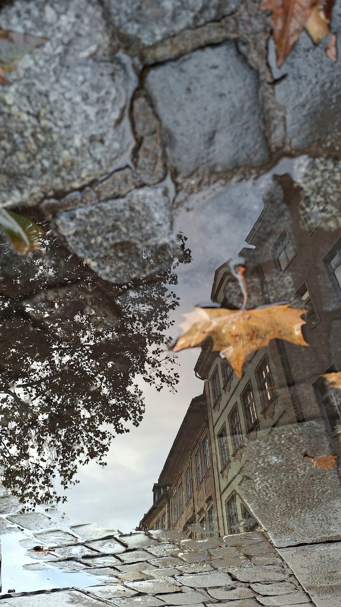 Rechts Altstadthäuserfronten, links eine Baumkrone, als Spiegelung in Pfütze auf Kopfsteinpflaster, Foto um 180 Grad gedreht, rechts auf einem der Häuser liegt ein herbstlich verfärbtes Ahornblatt.