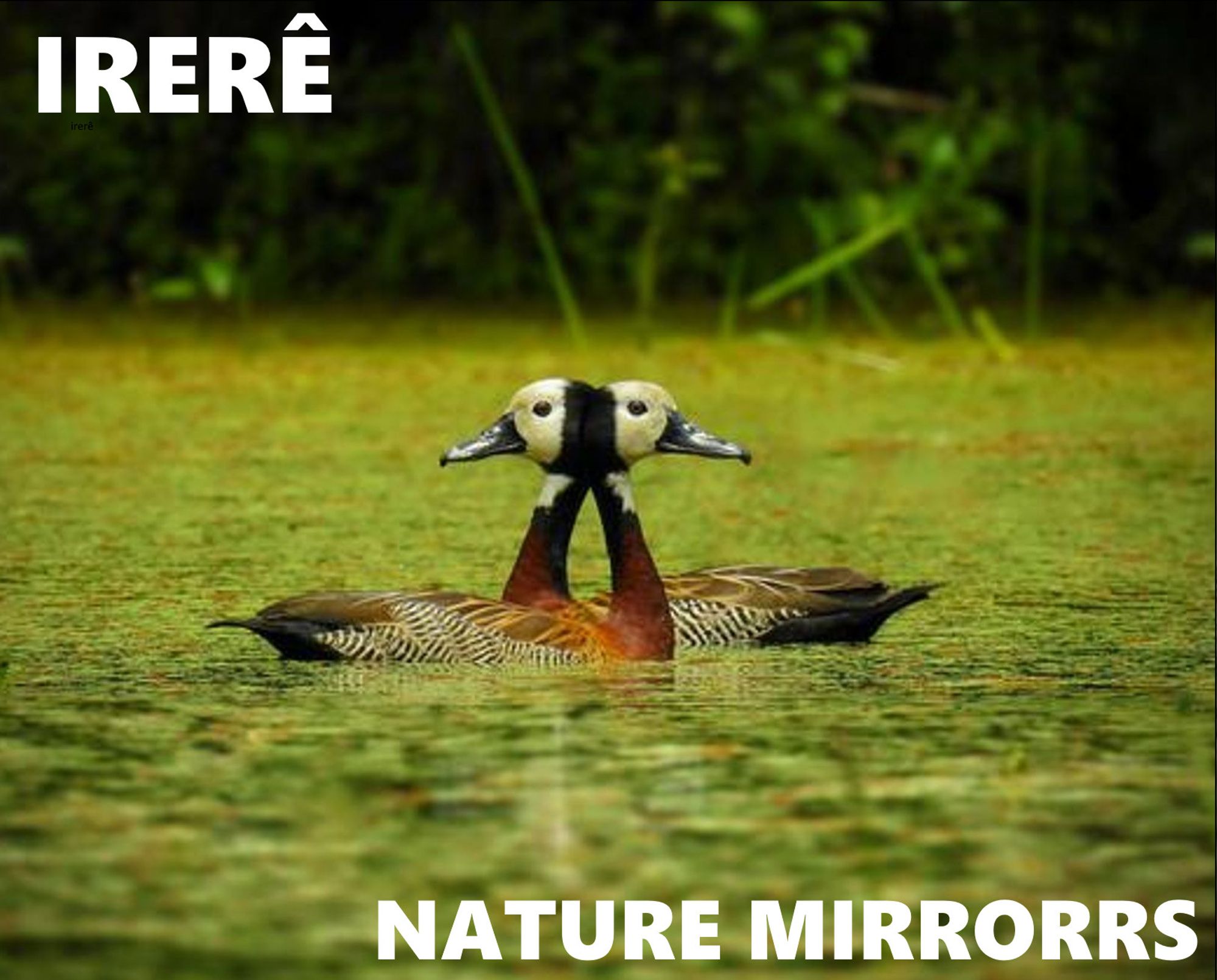 Imagem de duas aves próximas umas as outras de forma a soar como se fosse espelhada, ambas em um lago de coloração verde.
Em cima, o texto IRERÊ. Embaixo o texto "NATURE MIRRORRS"