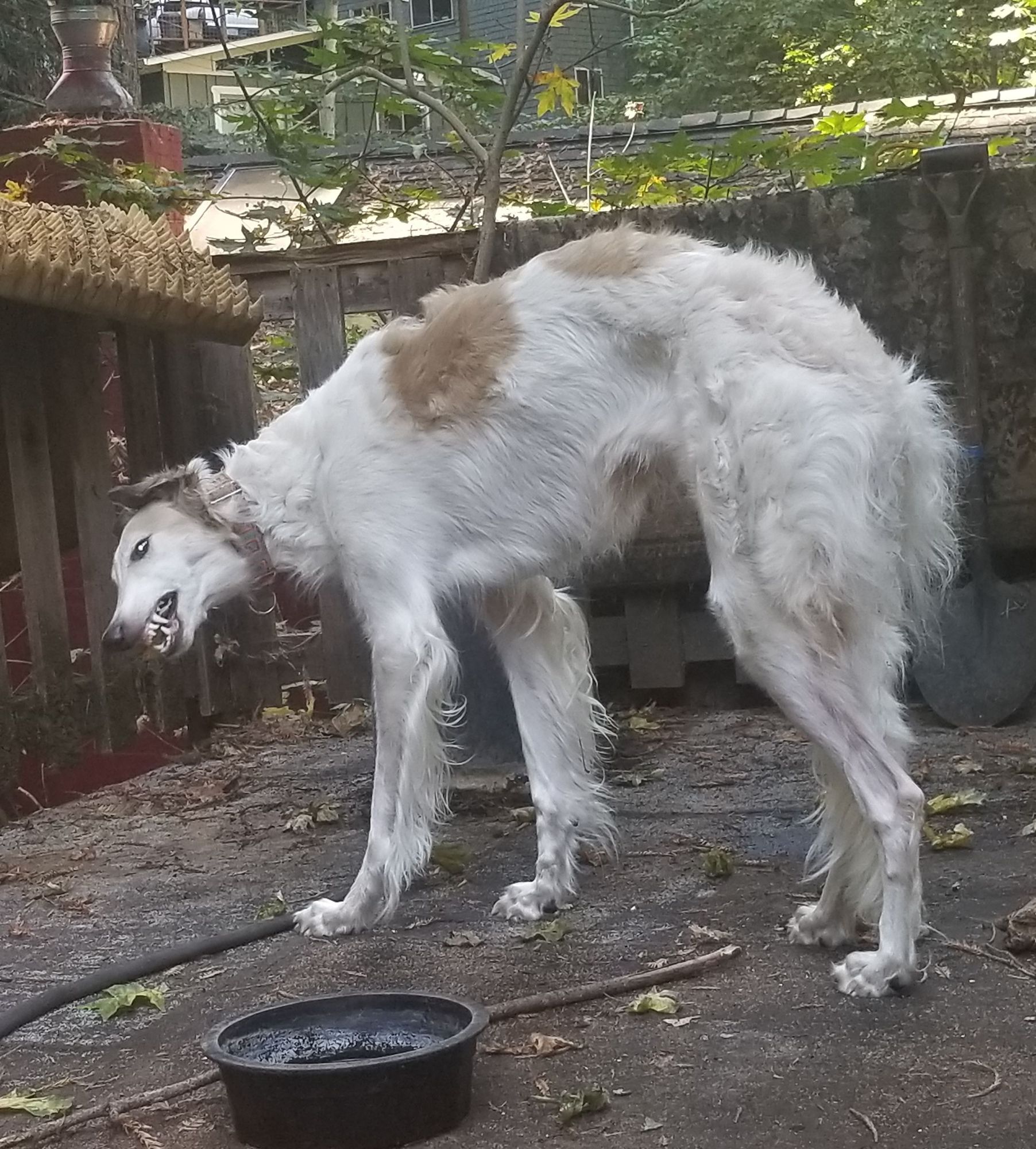 Bogue, a gold and white borzoi, making horrible goblin faces as she stands around eating fallen leaves off the deck