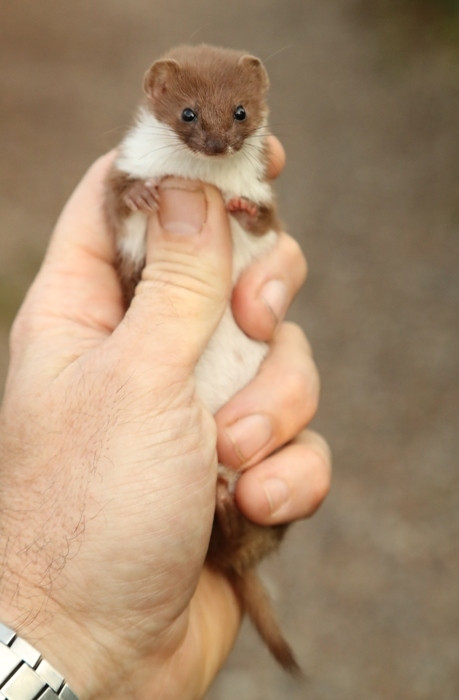 a least weasel (Mustela nivalis) held perhaps inadvisably in a human hand. it is smaller than a banana. similarly shaped. no other banana-like qualities. 