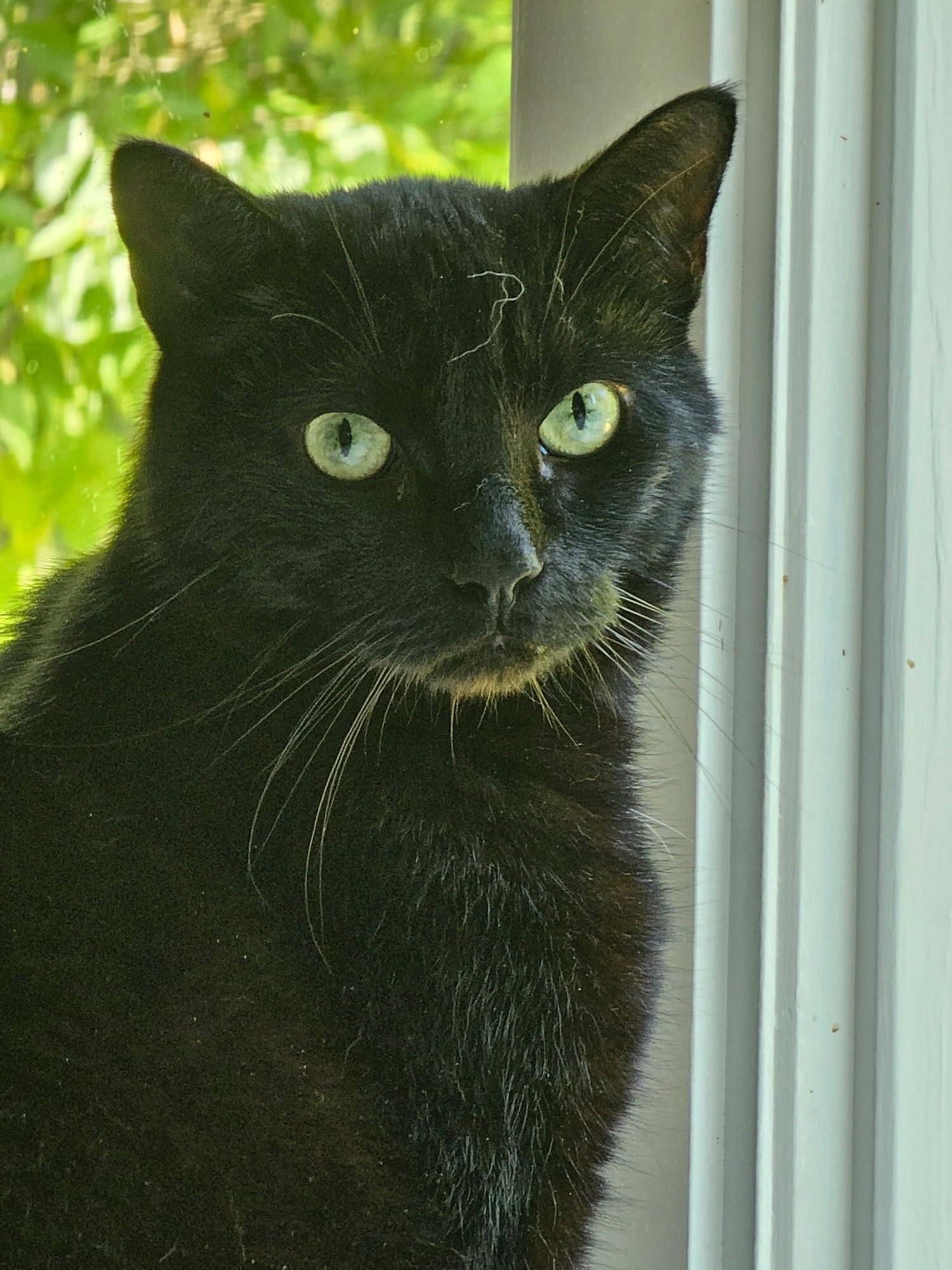 A black cat (Eeyore) stares curiously at the camera while sitting in front of a window to green foliage.