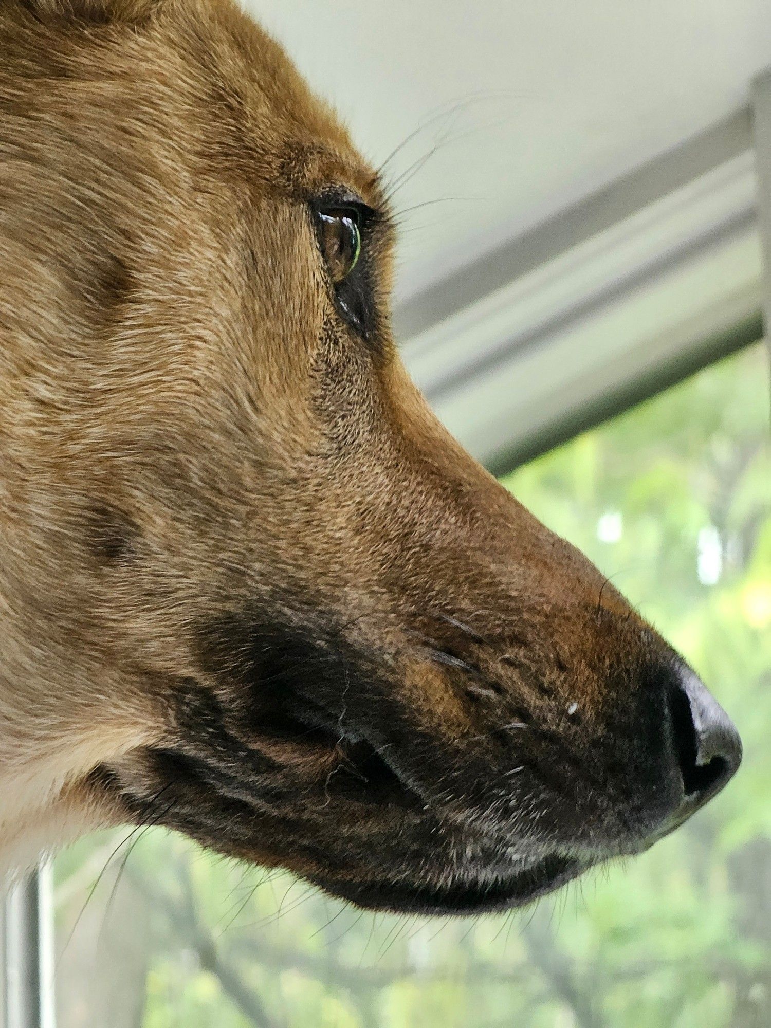 A tawny chinook dog (Cassie) stares seriously right through windows to green foliage.