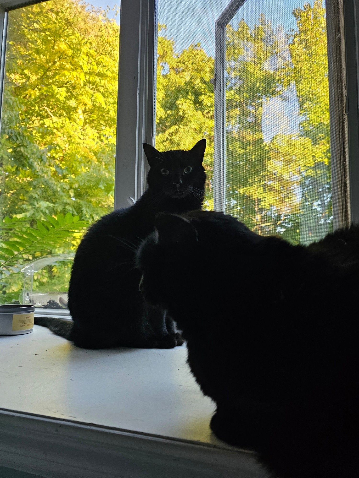 Twin black cats (Eeyore & Winnie) sit on a windowsill in front of windows to sunlit green foliage. Eeyore is sitting up near a window and staring at the camera with wide eyes. Winnie is staring left while sitting down in front of Eeyore and hanging slightly over the edge of the windowsill.