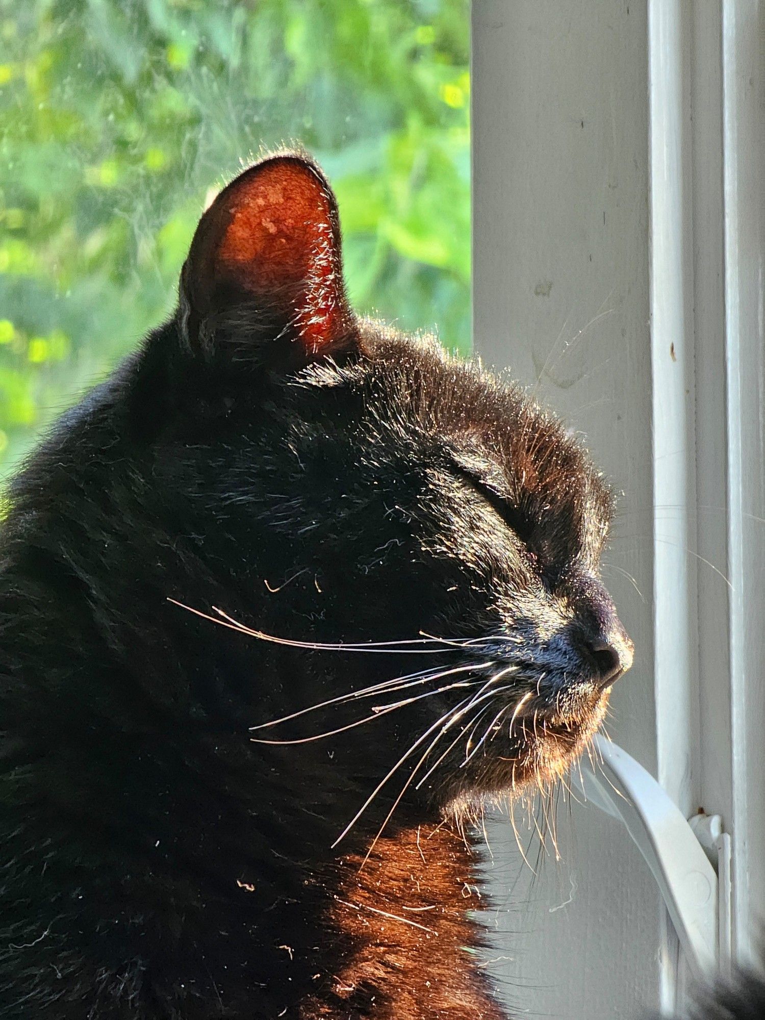 A black cat (Eeyore) faces right with his head raised and eyes closed while sunlight pours over him through windows to green caturday foliage.