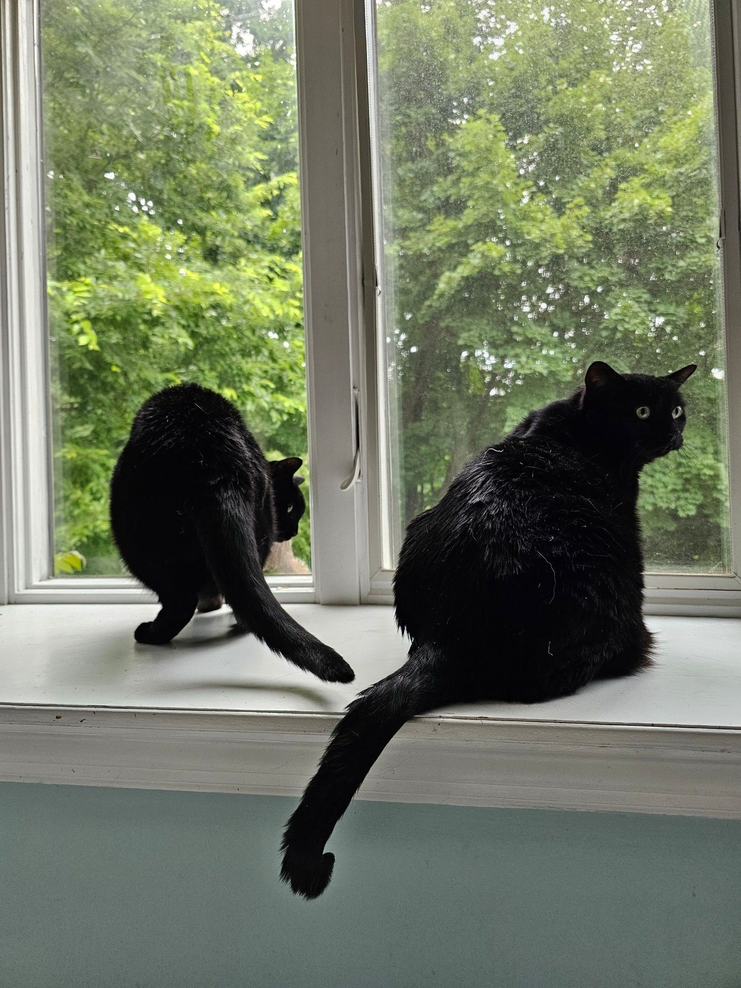 Twin black cats (Winnie & Eeyore) hang out on a windowsill while a squirrel eats from a bird feeder mounted to one of the windows behind them. Eeyore is standing in front of the feeder such that only the squirrel's tail is visible. Winnie is sitting off to the right. Both are looking back and to the right. Green foliage shows through the windows.