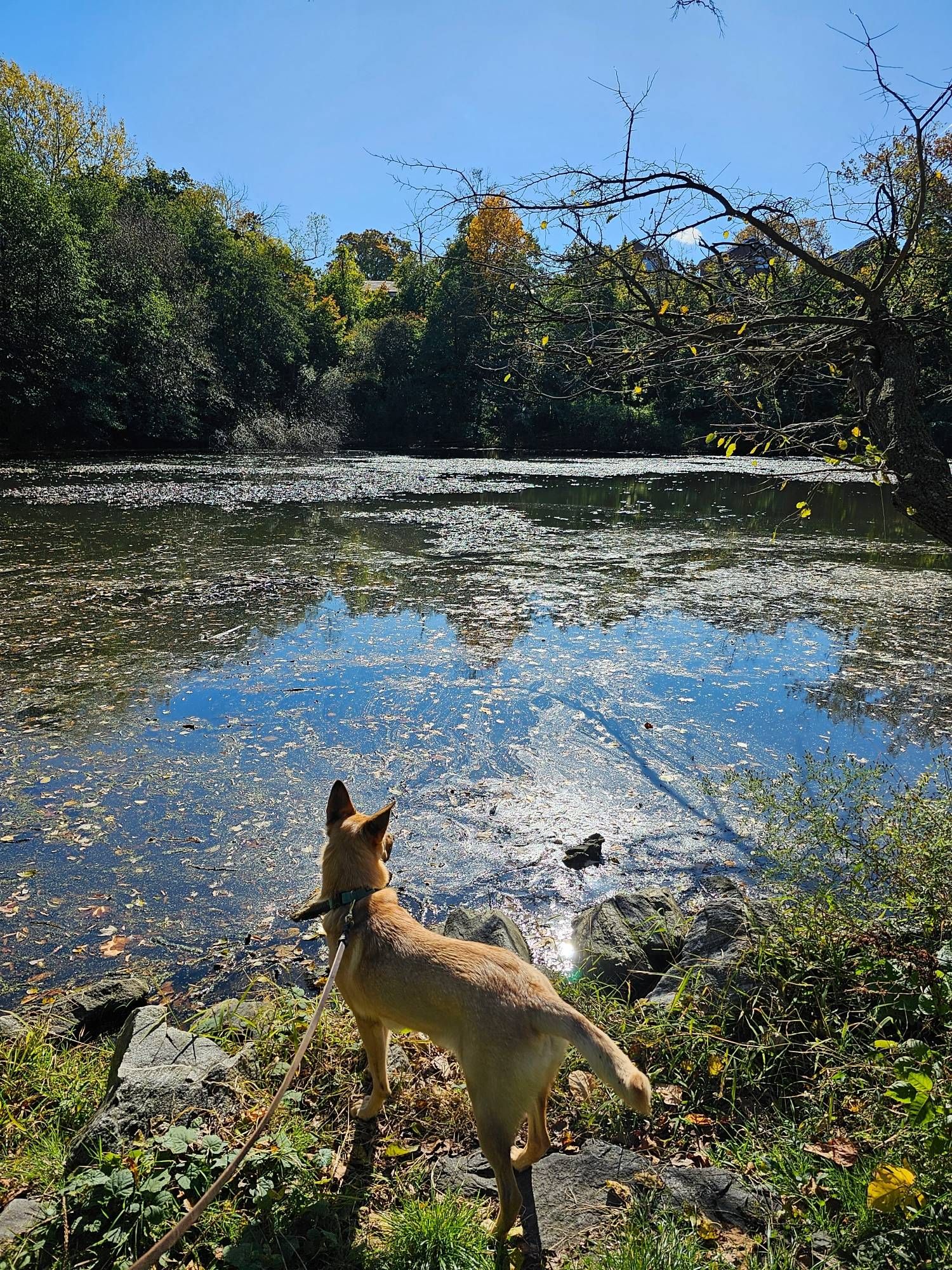 A tawny chinook dog (Cassie) stares out over a tree-lined pond reflecting the surrounding foliage and a blue sky.