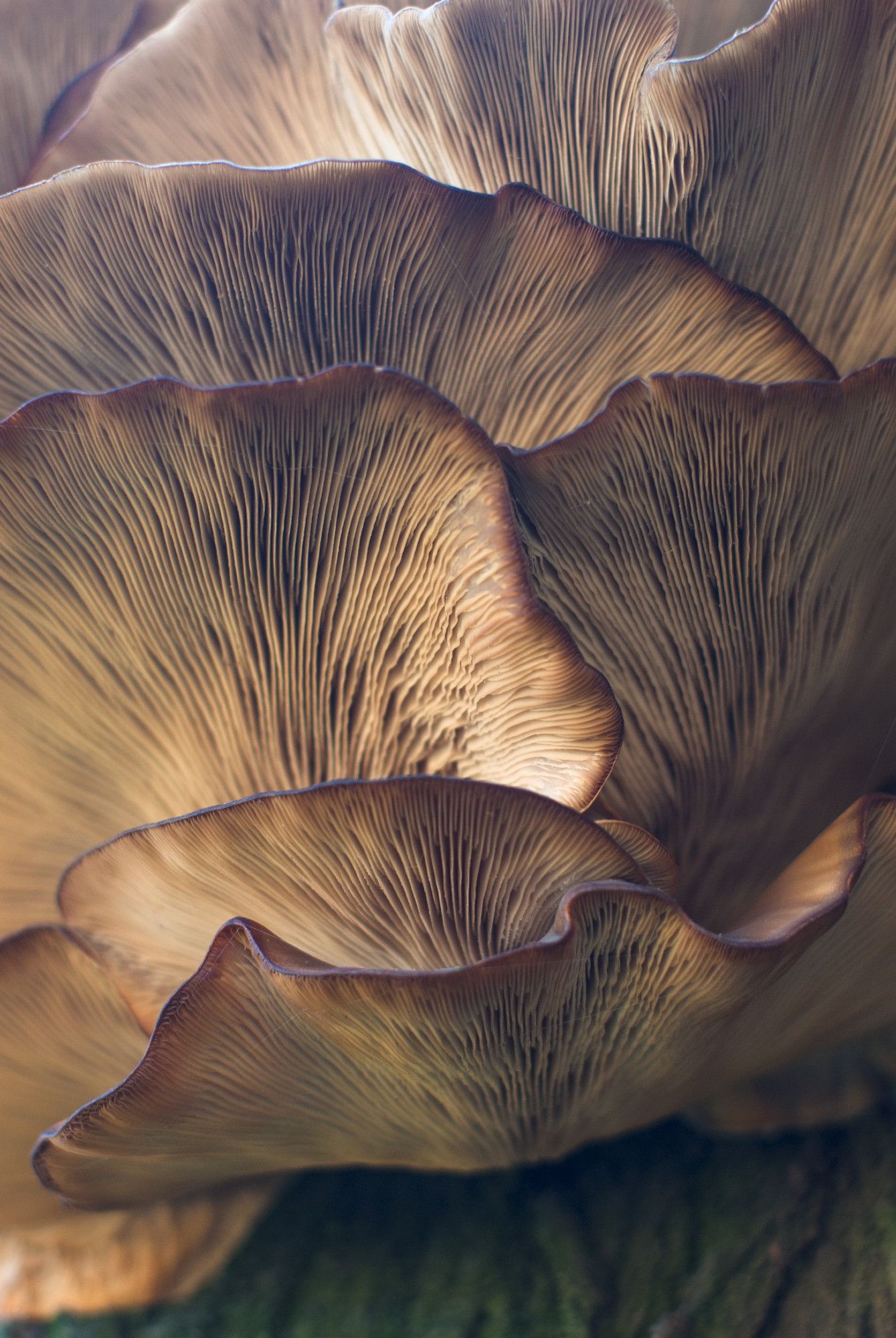 Fungi on a tree, closeup.
Photo by Damir Omerović on Unsplash