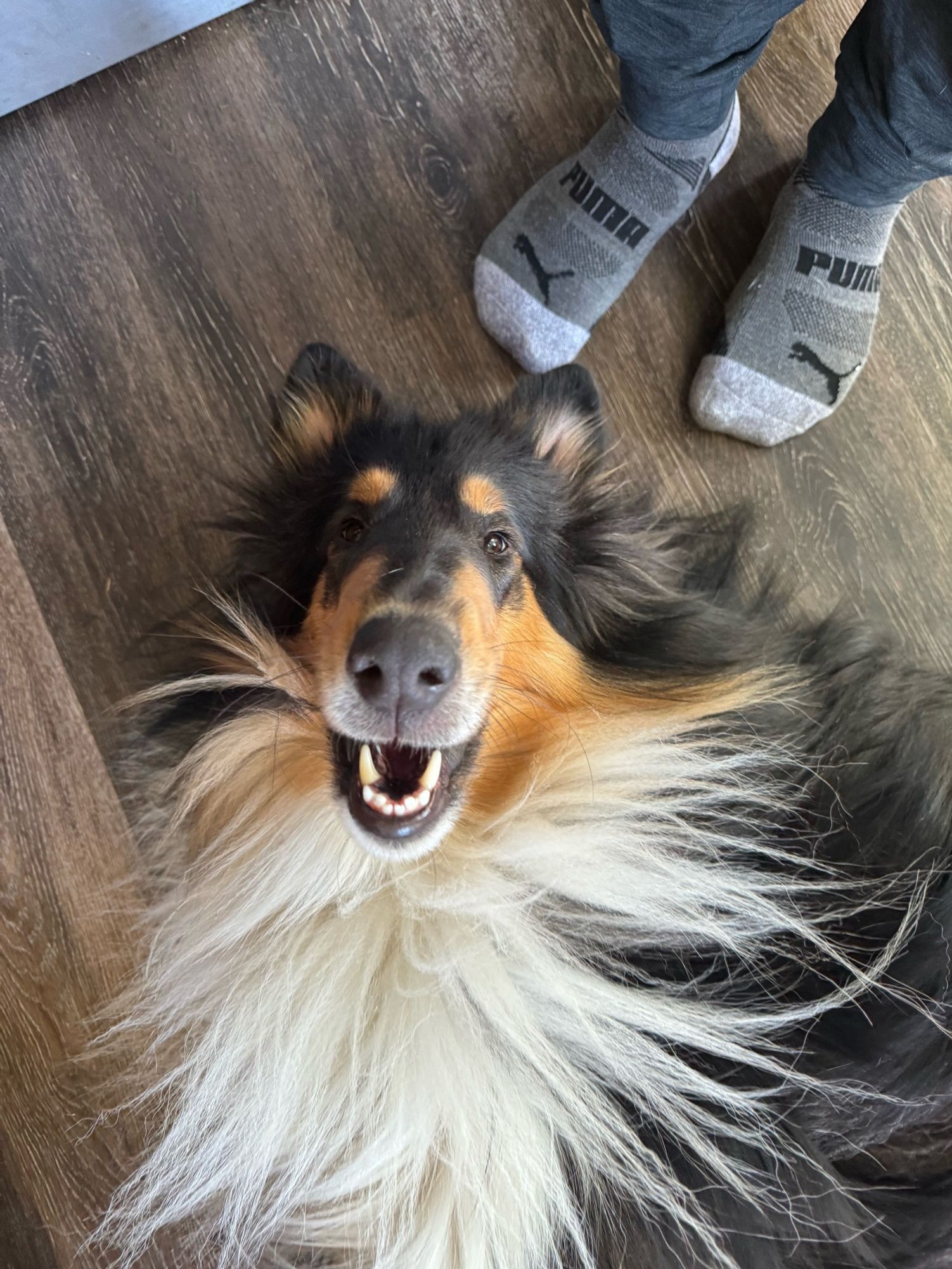 A tri color collie on his back, mouth open, looking very pleased.