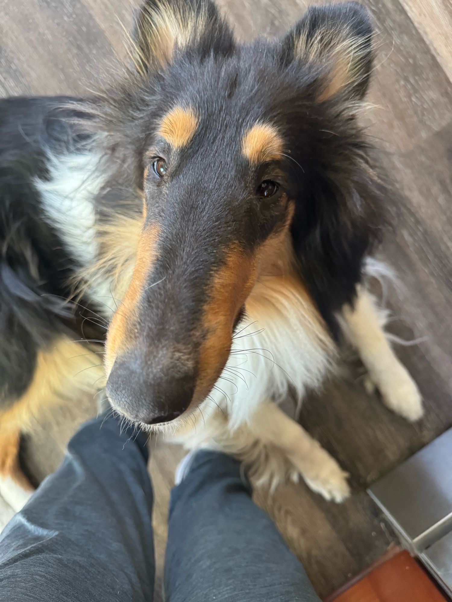 A tri color rough collie with a long nose and little weird eyes looking up at the camera