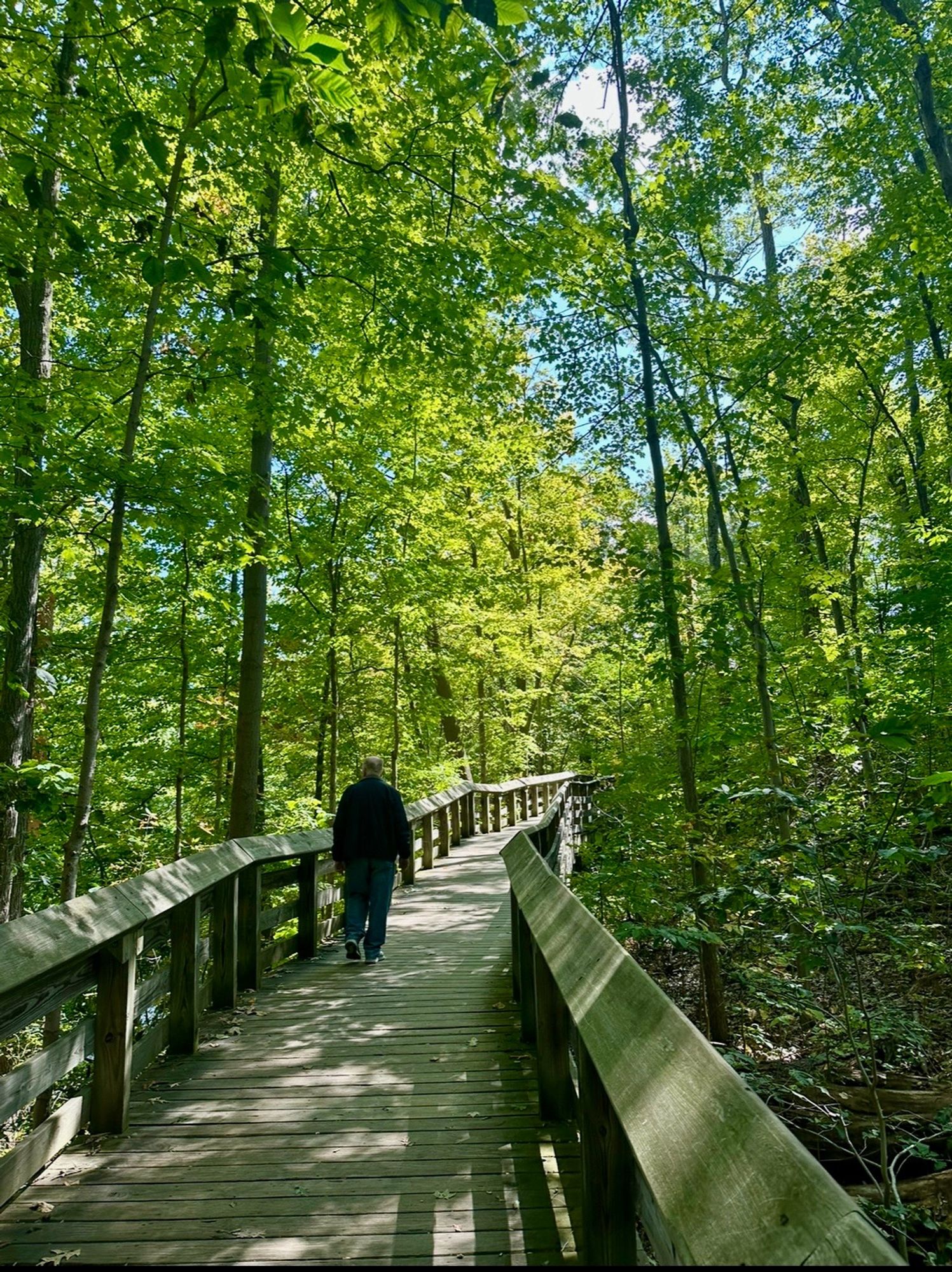 A wooden walkway curves through a woodland of deciduous trees. The sunlight and blue sky peek through the gaps in the tree branches, creating multiple shadows on the boardwalk. A lone hiker is on the left, listening for the sound of nearby waterfalls.