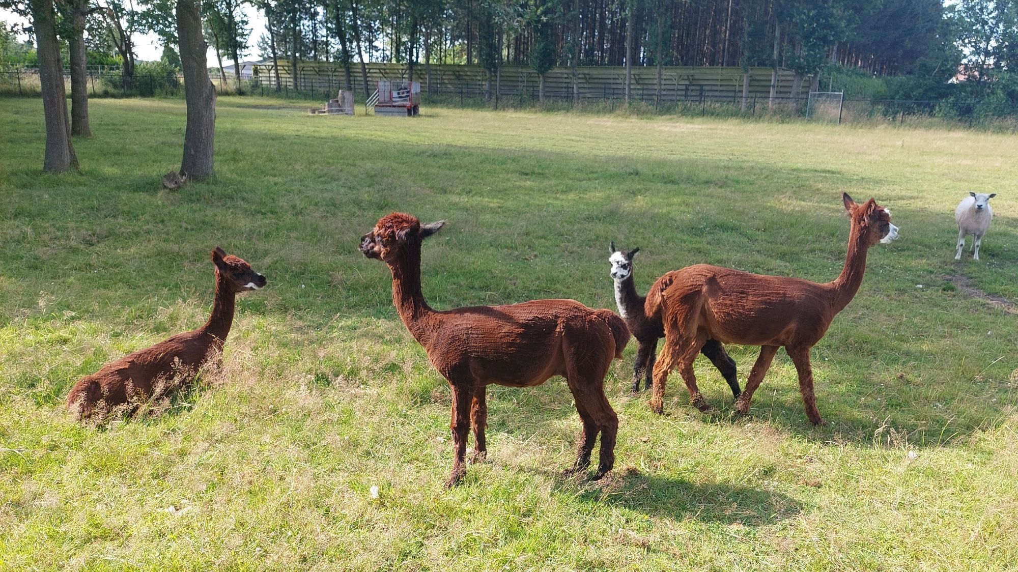 3 adult alpacas with a baby alpaca in a green field