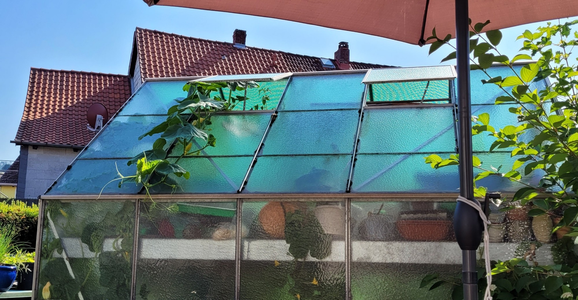 Dach eines Gewächshauses. Oben im Dach sind zwei Fenster abgekippt. Aus dem linken Fenster rankt ein Hokkaidokürbis raus, der bis zur Dachrinne reicht.