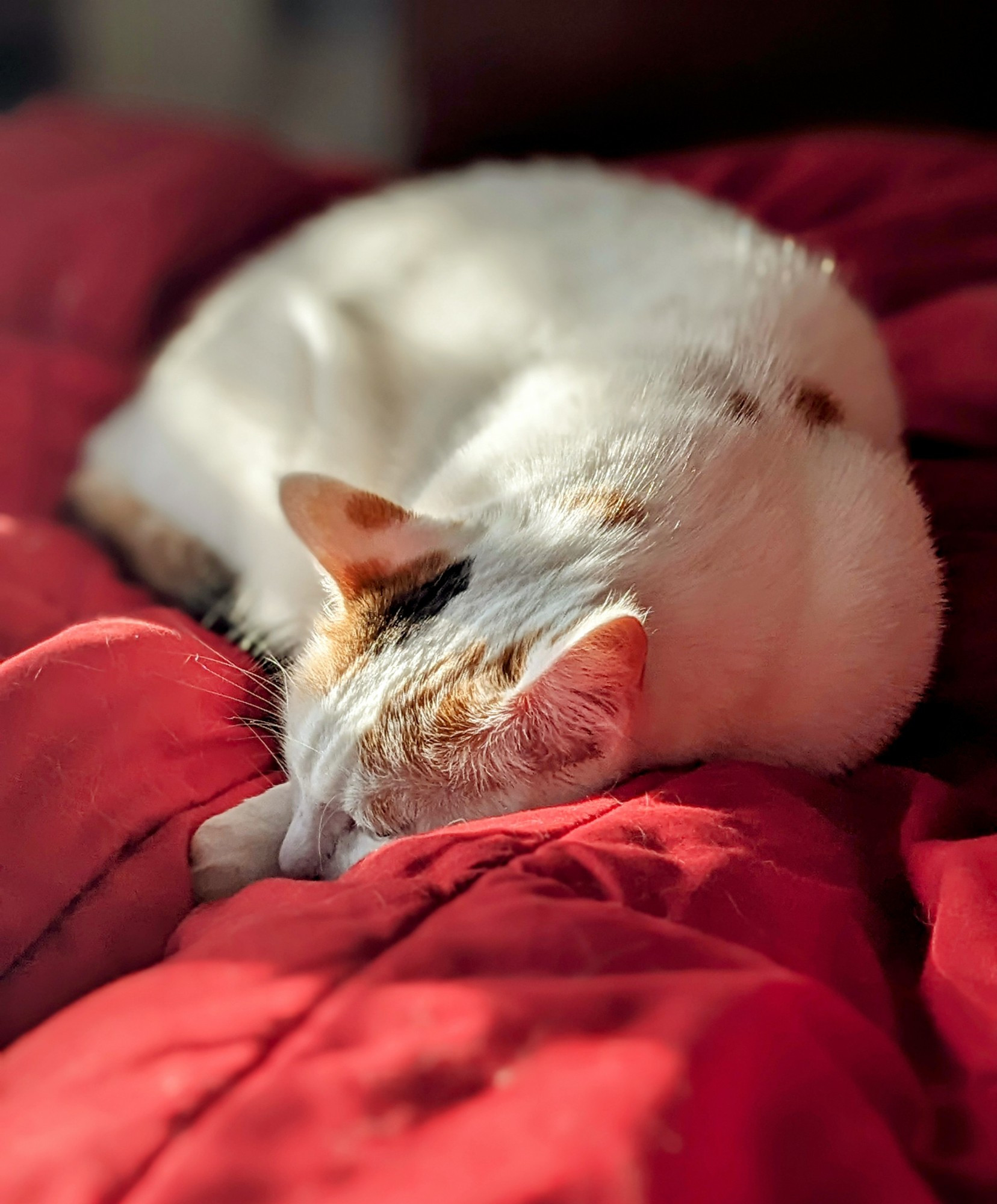 My cat Rose, being very sleepy in the morning light on my blanket #cats