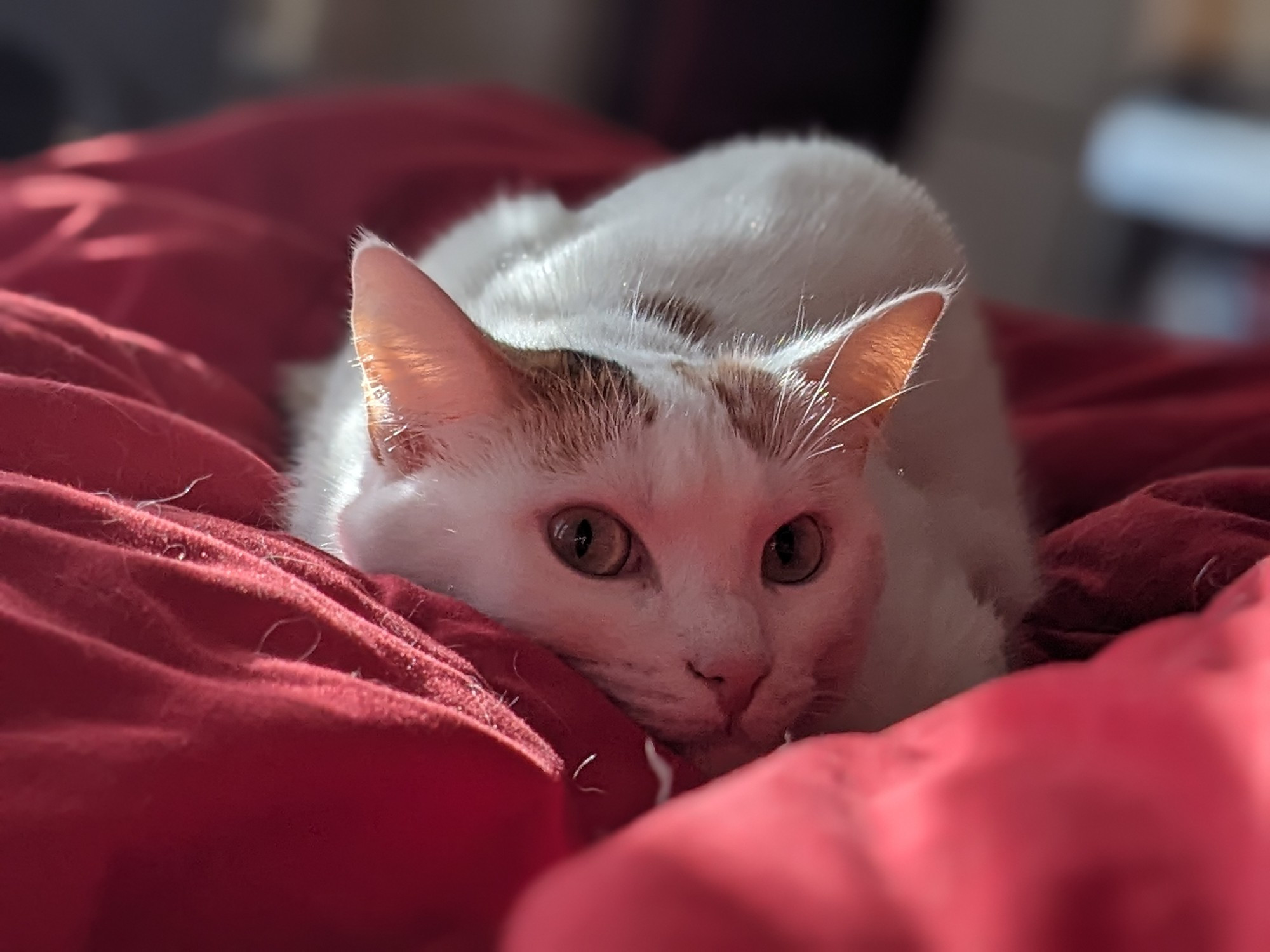 Rose (my cat) looking at the camera, cozy on my bed #cats