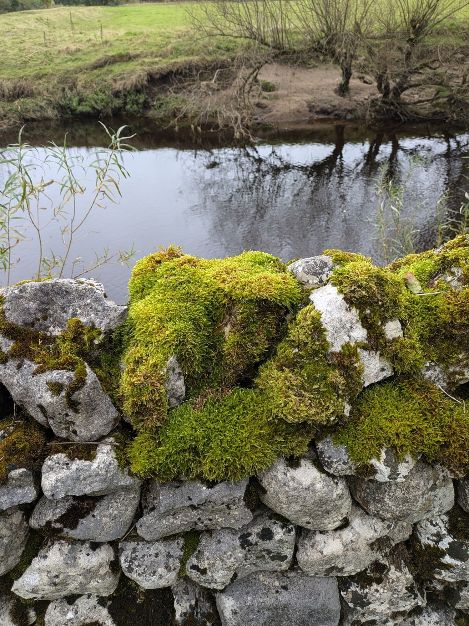 Lovely green moss on a dry stone wall in front of a river