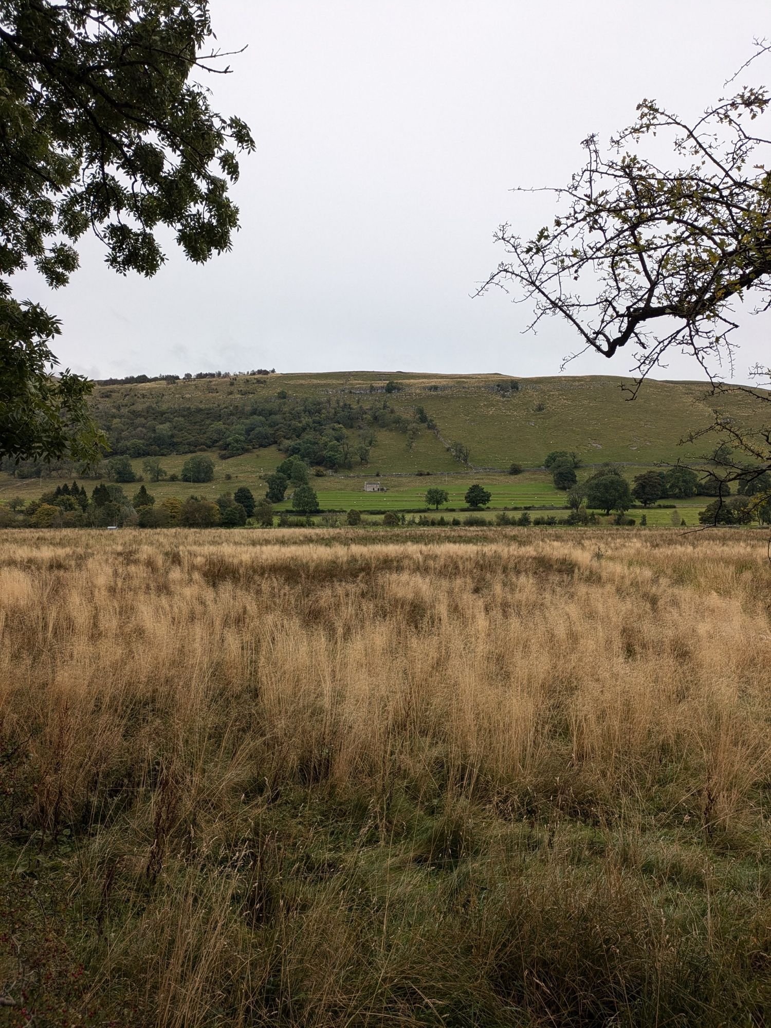 Rolling fields of tall grasses at the foot of hills