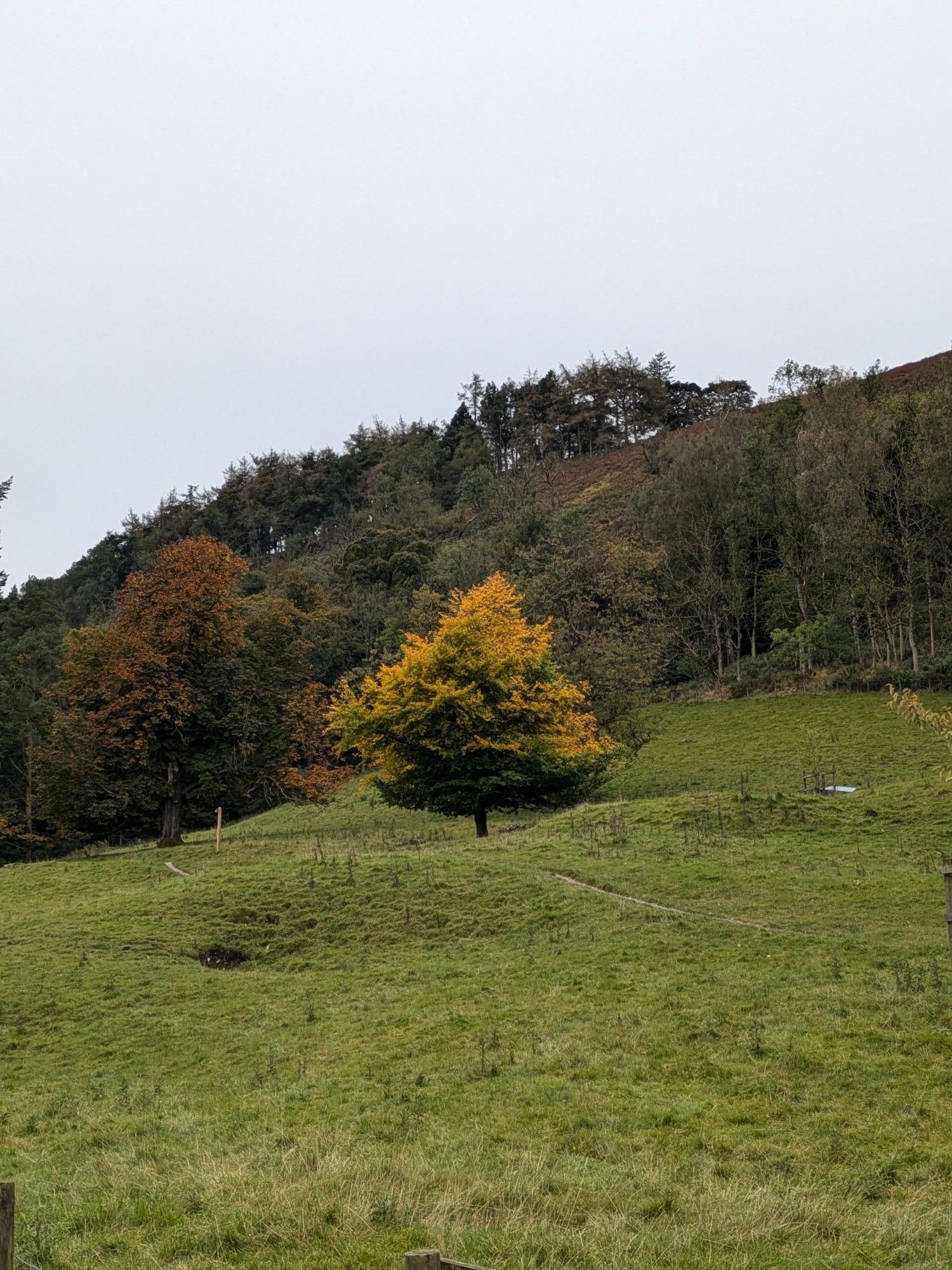 A conical tree turning orange at the top but still green at the bottom