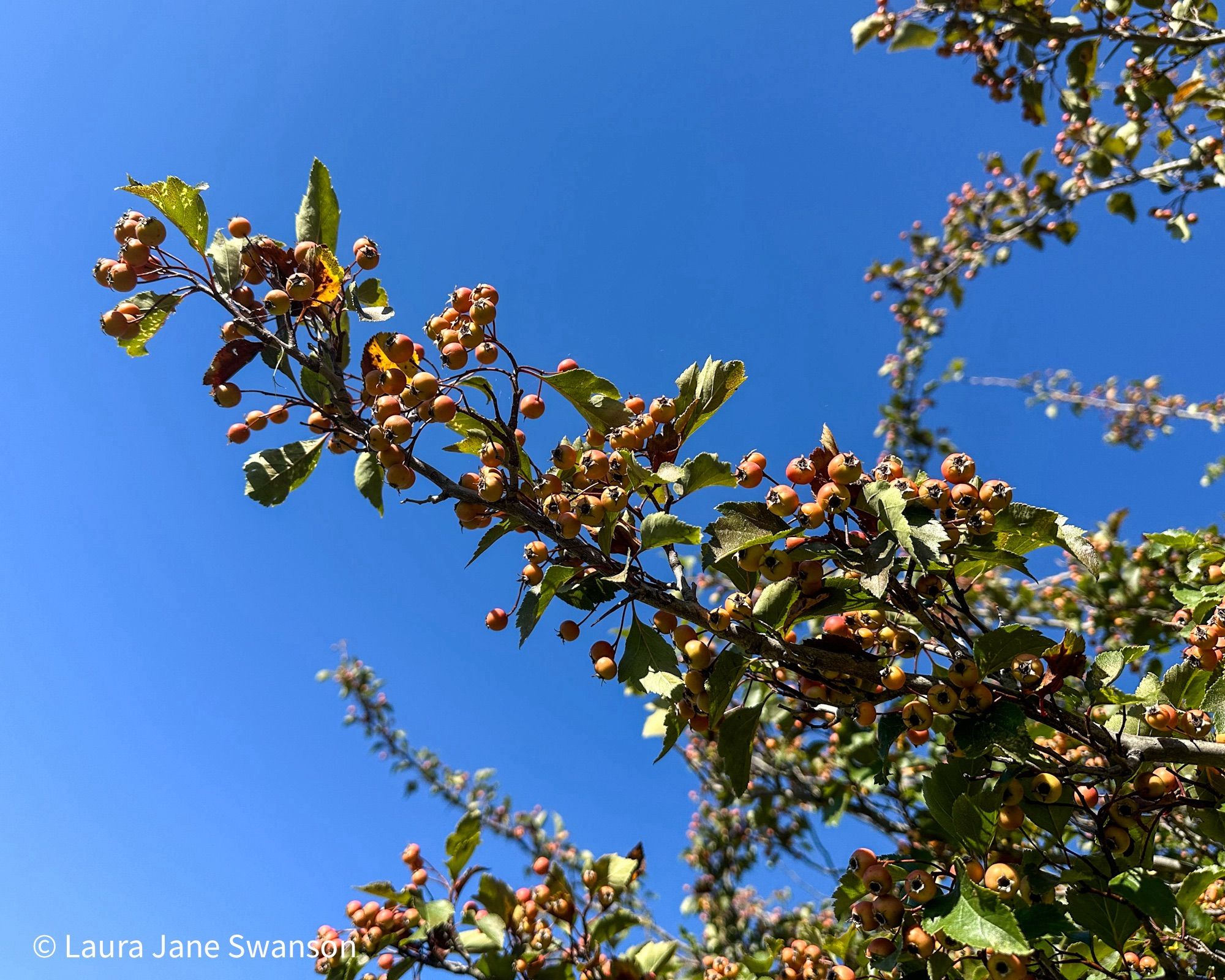 Tree branches with green leaves and orange berries (maybe hawthorn berries, but I’m not at all sure) beneath a clear, bright blue sky