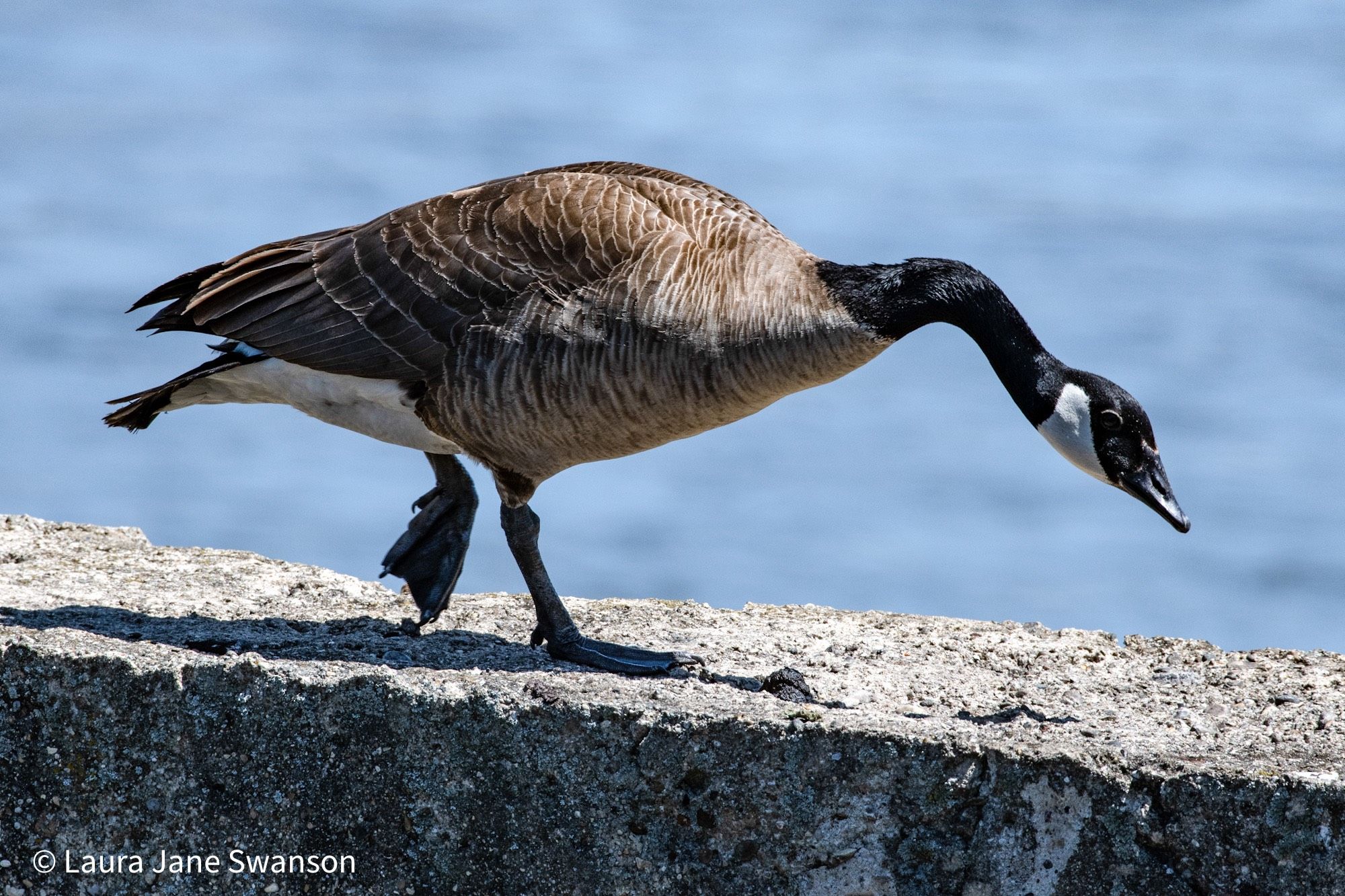 A Canada goose stalking along the top of a cement wall by the river, neck extended and head down as though focused on a mission 