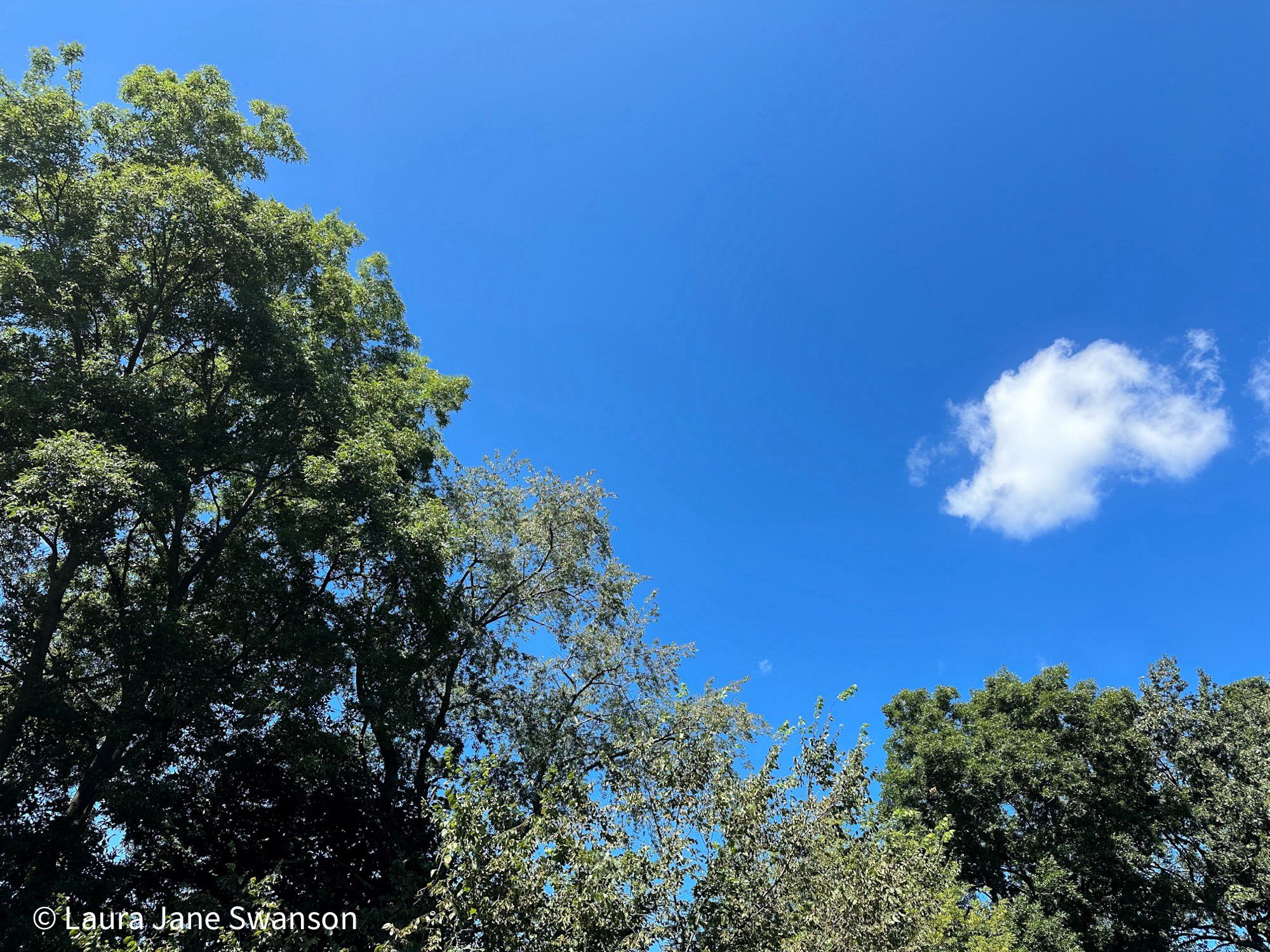 One fluffy white cloud in a bright blue sky above leafy green treetops