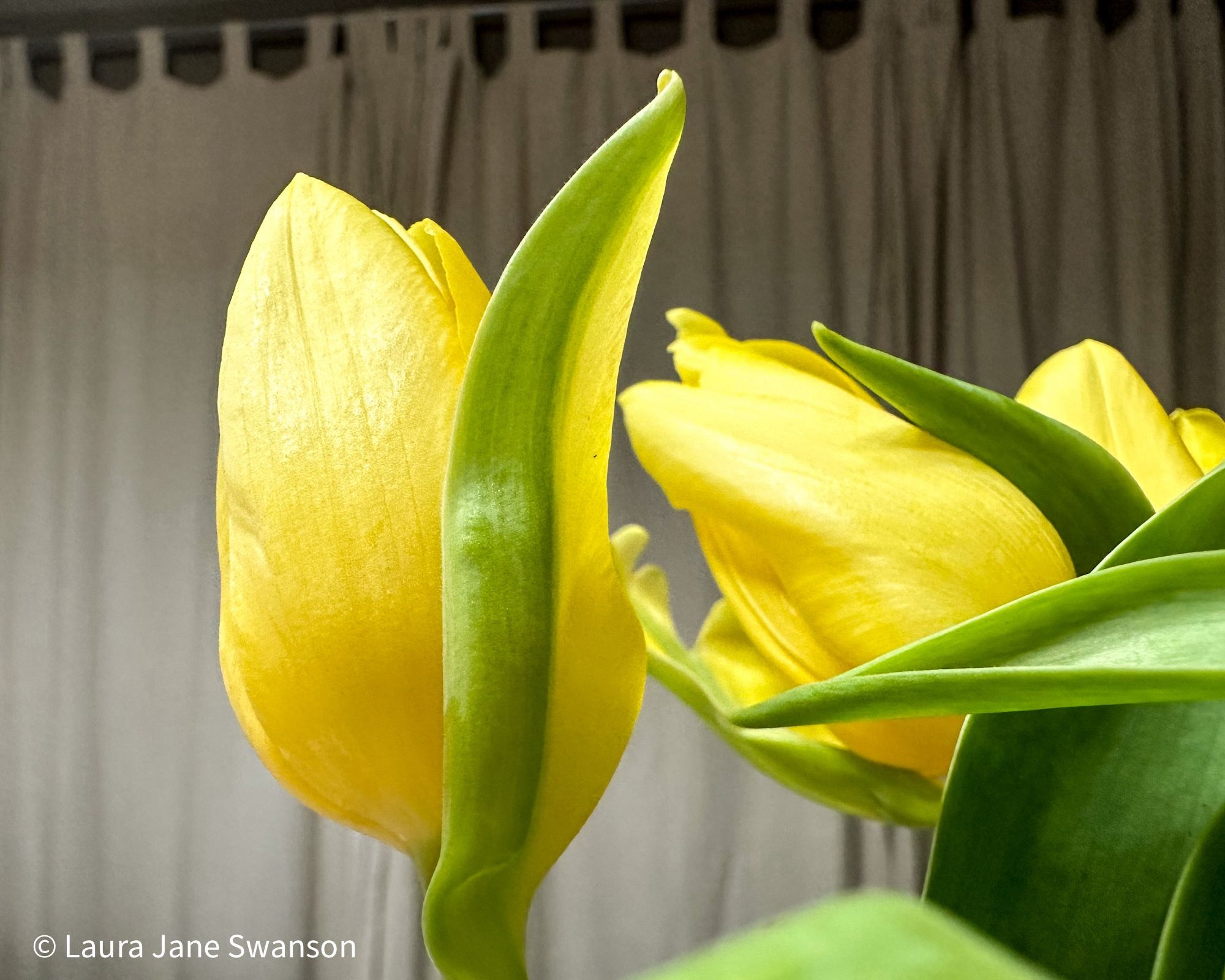 A yellow tulip with an interesting quirk of development—it has what looks like a half-petal-half-leaf.