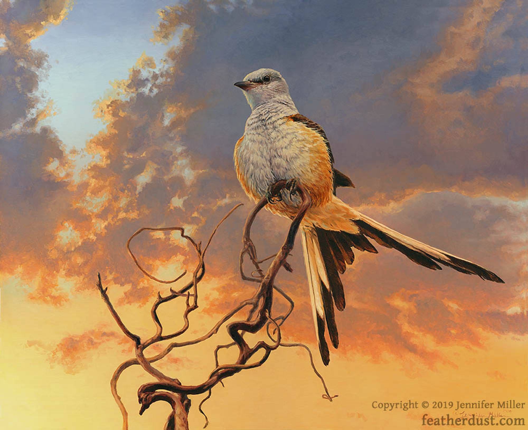 An oil painting of a Scissor-Tailed Flycatcher. The bird is patterned in grey, cream, and gold colors, with black markings on its back and deeply forked tail. It's perched with its tail partially spread against the wind, and sits on a very twisty dead vine, high up in the air. The background is of some dramatic sunset or sunrise clouds. The watermark reads: copyright 2019 Jennifer Miller featherdust dot com