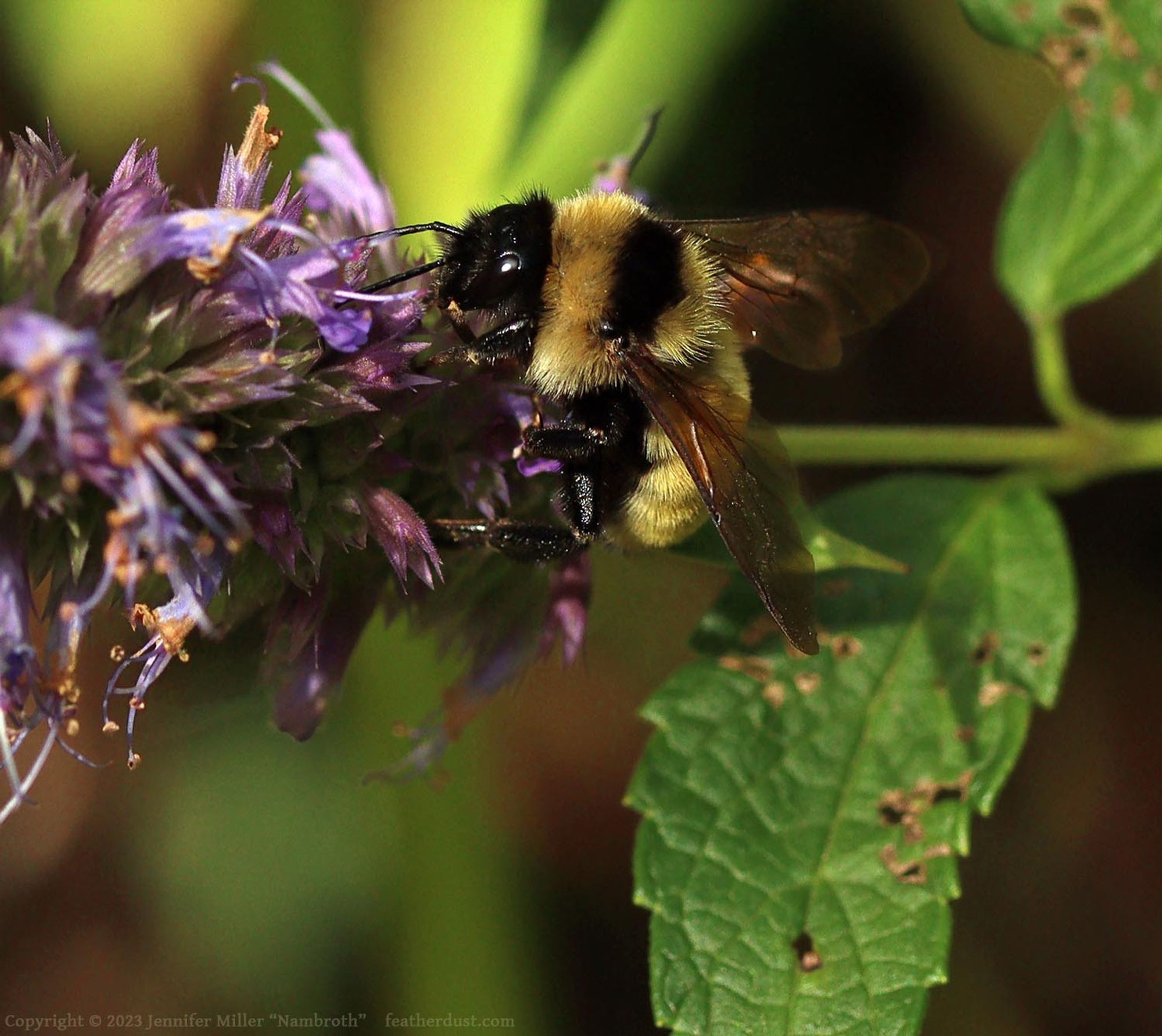 A photo of a large species of bombus bumblebee in the northeastern US. The golden yellow and black bumblebee is facing left and feeding from a giant purple hyssop flower, which are indeed many purple flowers on a spiked inflorescence. The leaves are green and toothed.