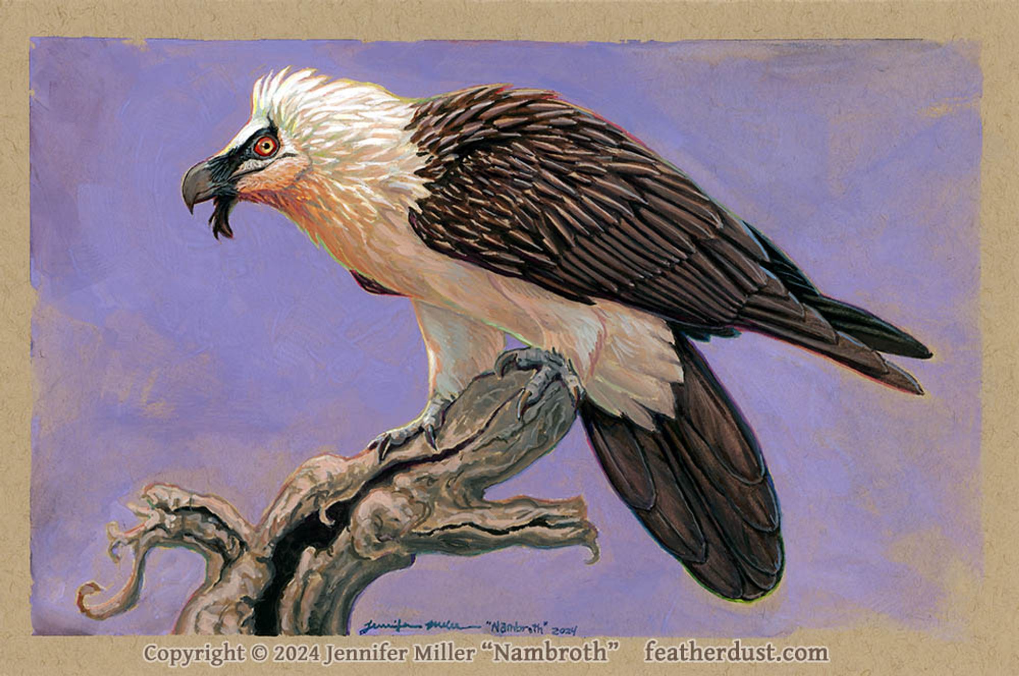 A gouache painting of a bearded vulture. This awesome vulture, also known as a lammergeier, is dark brown on the wings and tail, with cream and orange feathers elsewhere, and a neat black mask that trails down into a feathered "beard" under the chin. The bird is perched in a slightly hunched pose, looking left, on a gnarly dead tree snag. The background is a wash of purple paint. There is a subtle rainbow of colors around the outline of the bird, and an artist signature below the branch. The watermark reads: copyright 2024 Jennifer Miller "Nambroth" featherdust.com