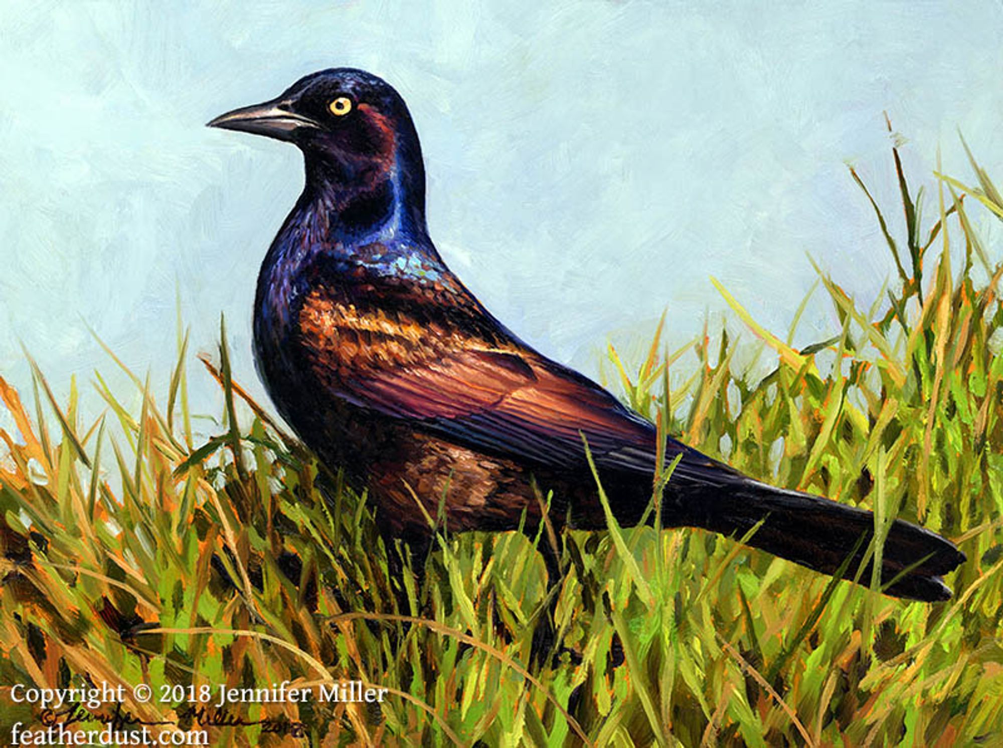 An oil painting of a common grackle walking through some grass. The grackle is black overall, with rich iridescent colors of bronze, purple, blue, and rose, with a bright straw colored eye, long tail, and sharp beak. The green grass is painted loosely and the background is a painterly blue. The artist watermark reads: copyright 2018 Jennifer Miller featherdust dot com.