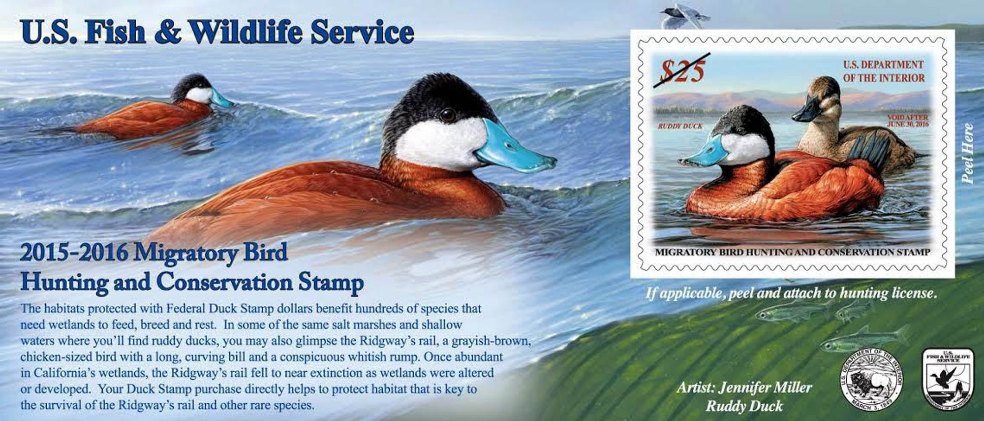 The peel-and-stick type stamp with a carrier card that has more art and text information. The card shows a scene of two ruddy duck drakes swimming in Great Lakes habitat, with Emerald Shiner fish, bullrush, and a black tern flying. 
The text reads: U.S. Fish & Wildlife Service. 2015-2016 Migratory Bird Hunting and Conservation Stamp. The habitats protected with Federal Duck Stamp dollars benefit hundreds of species the need wetlands to feed, breed, and rest. In some of the same salt marshes and shallow waters where you'll find ruddy ducks, you may also glimpse the Ridgway's rail, a grayish-brown, chicken-sized bird with a long, curving bill and a conspicuous white rump. Once abundant in California's wetlands, the Ridgeway's rail fell to near extinction as wetlands were altered or developed. Your Duck Stamp purchase directly helps to protect habitat that is key to the survival of the Ridgeway's rail and other rare species. Artist: Jennifer Miller. Ruddy Duck.