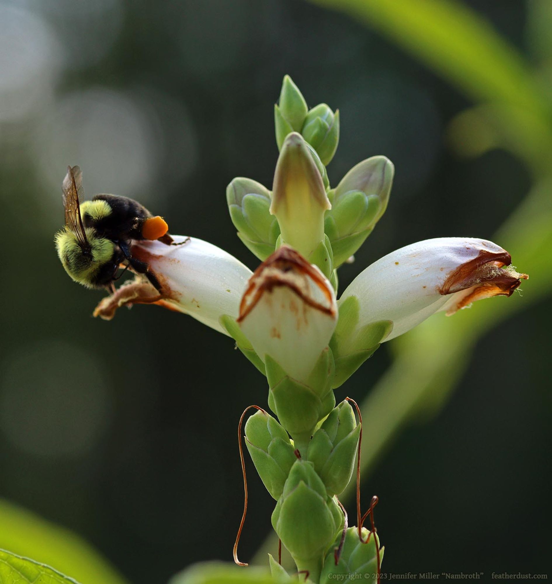 A photo of a species of bombus bumblebee in the northeastern US. On the left, the fuzzy golden yellow and black bumblebee is nearly upside-down as it peeks into the mostly closed flower of a white turtlehead. The bee has a full, round orange corbicula, or pollen basket, on its rear leg. The white turtlehead is a strange flower that resembles a brown-lined mouth on a white flower that is somewhat the shape of a turtle's head. The unopened buds above are green with violet edges, and the green bases of the spent flowers below have a long brown "tongue" hanging out which is actually the dried pistil.