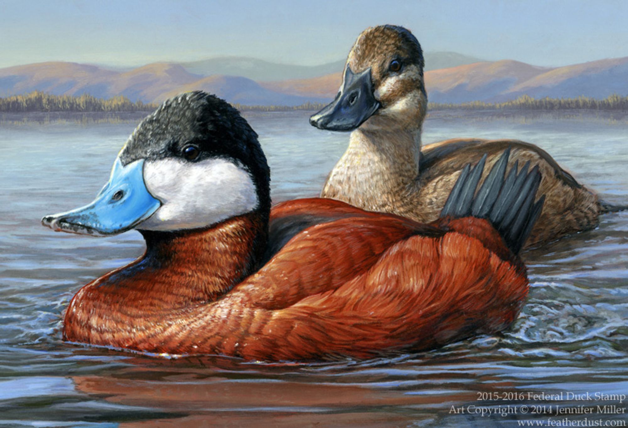 Acrylic painting of a pair of ruddy ducks swimming in a lake with some low hills in the background. The front duck is a drake with rufus reddish coloring overall, a stiff black tail sticking up, a dark eye, a striking black and white head, and a weird bright blue bill. Behind him, the hen is mottled brown and cream, with a cheek stripe and cap of brown, and a blackish bill. The watermark reads: 2015- 2016 Federal Duck Stamp, Art copyright 2014 Jennifer Miller, featherdust dot com