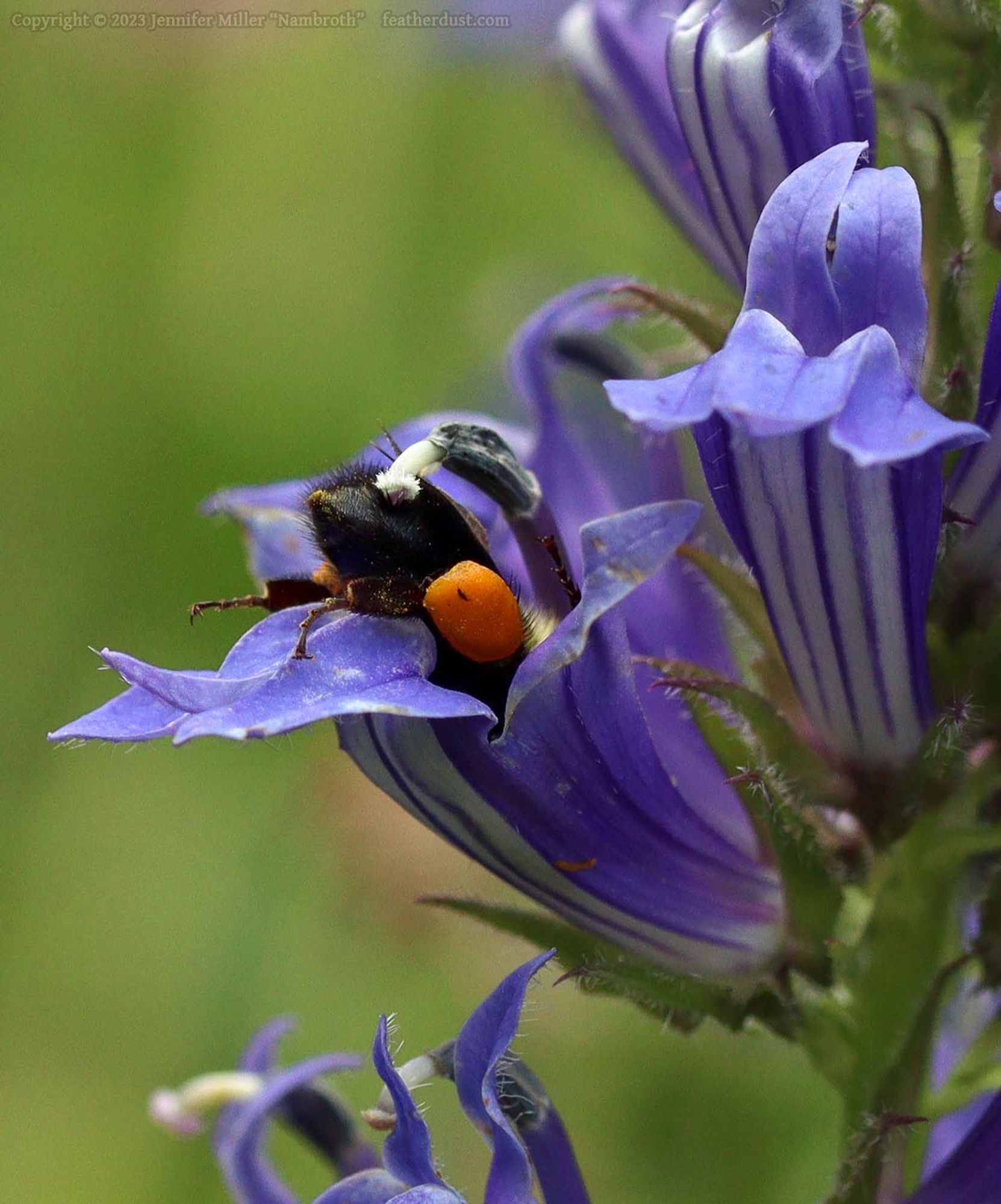 A photo of a species of bombus bumblebee in the northeastern US. The bee has entered the flower of a great blue lobelia, and only the butt end of the bee is visibly hanging out. The bee has a full, round orange corbicula, or pollen basket, on its rear leg. The lobelia flowers are rich periwinkle in color with paler white stripes underneath. The flower that the bee has entered clearly has a curved style with a fuzzy looking white tip, that perfectly rubs on the bee's back fuzz, for the transfer of pollen.