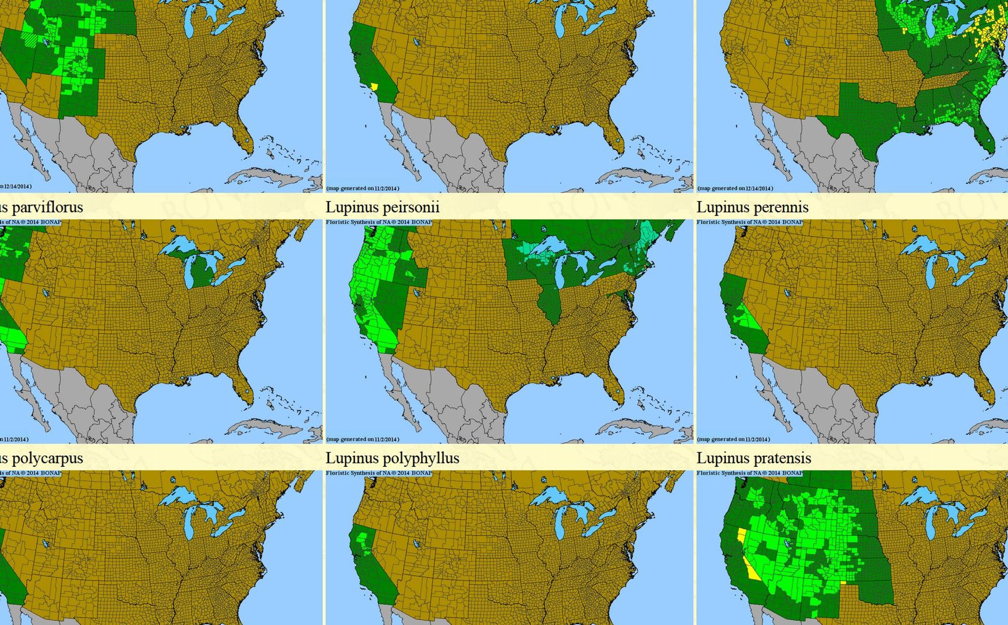 A screenshot of a BONAP website showing the range maps of Lupinus species in North America. The screenshot is centered on Lupinus polyphyllus , which is shown to be native to the west coast of North America with bright green coloring.