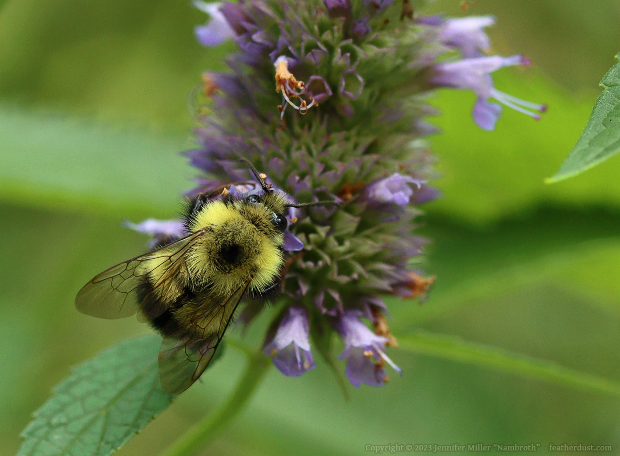 A photo of a very fuzzy species of bombus bumblebee in the northeastern US. The golden yellow and black bumblebee is seen from the back and is facing up and right, while feeding from a giant purple hyssop flower, which are indeed many purple flowers on a spiked inflorescence. The leaves are green and toothed.